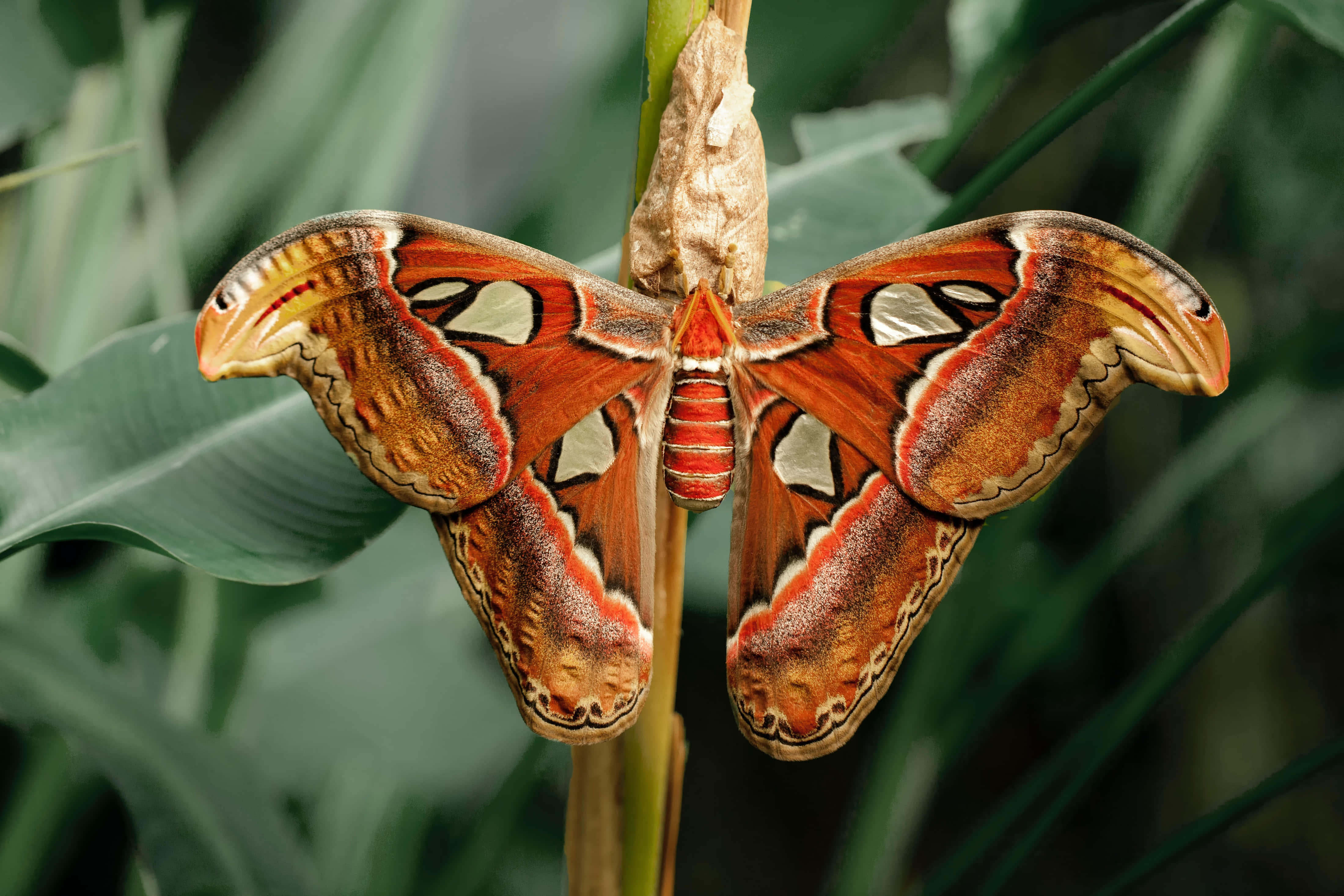 Mariposa brillante con estética centelleante Fondos de pantalla