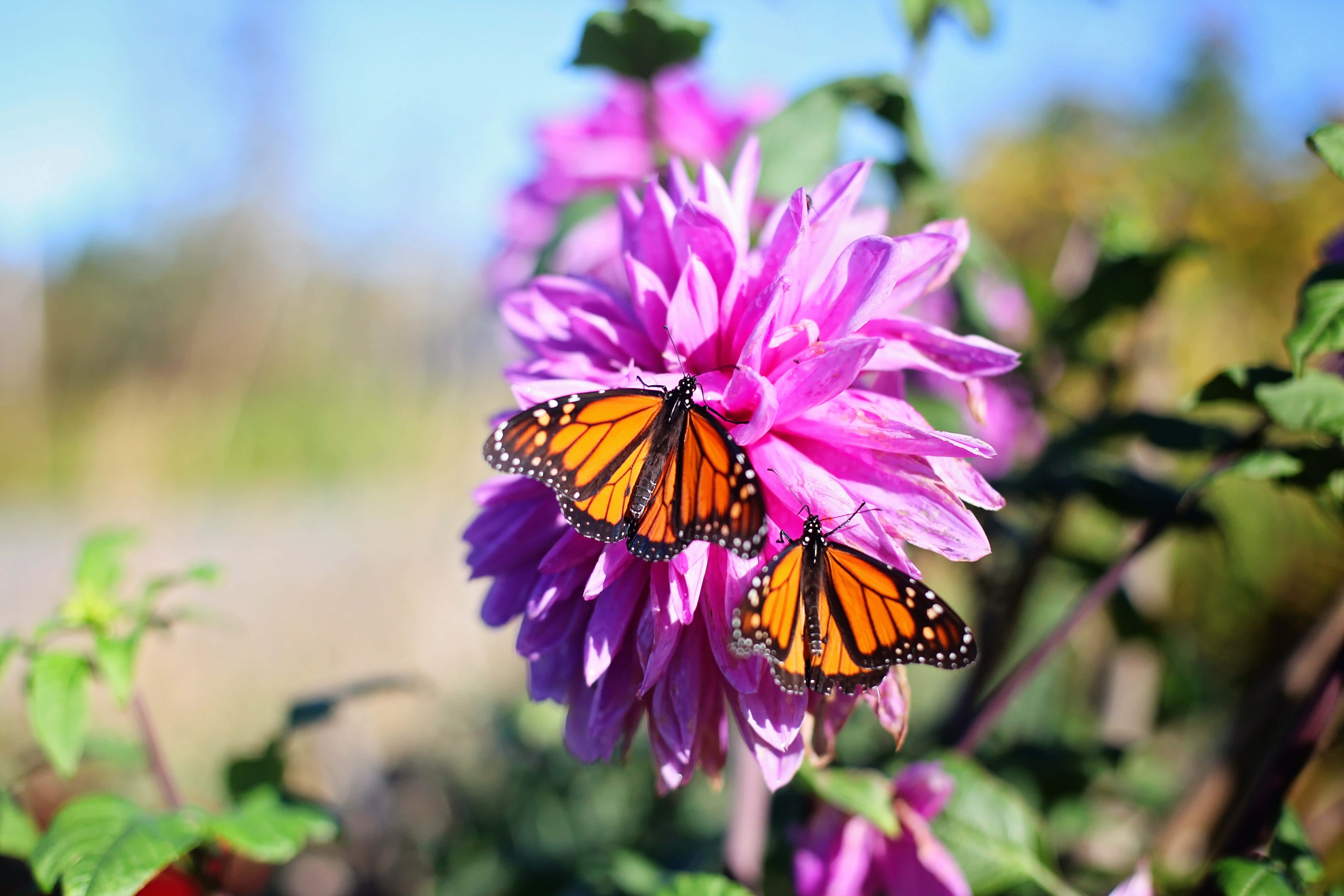 Mariposa Brillante y Colorida Fondos de pantalla