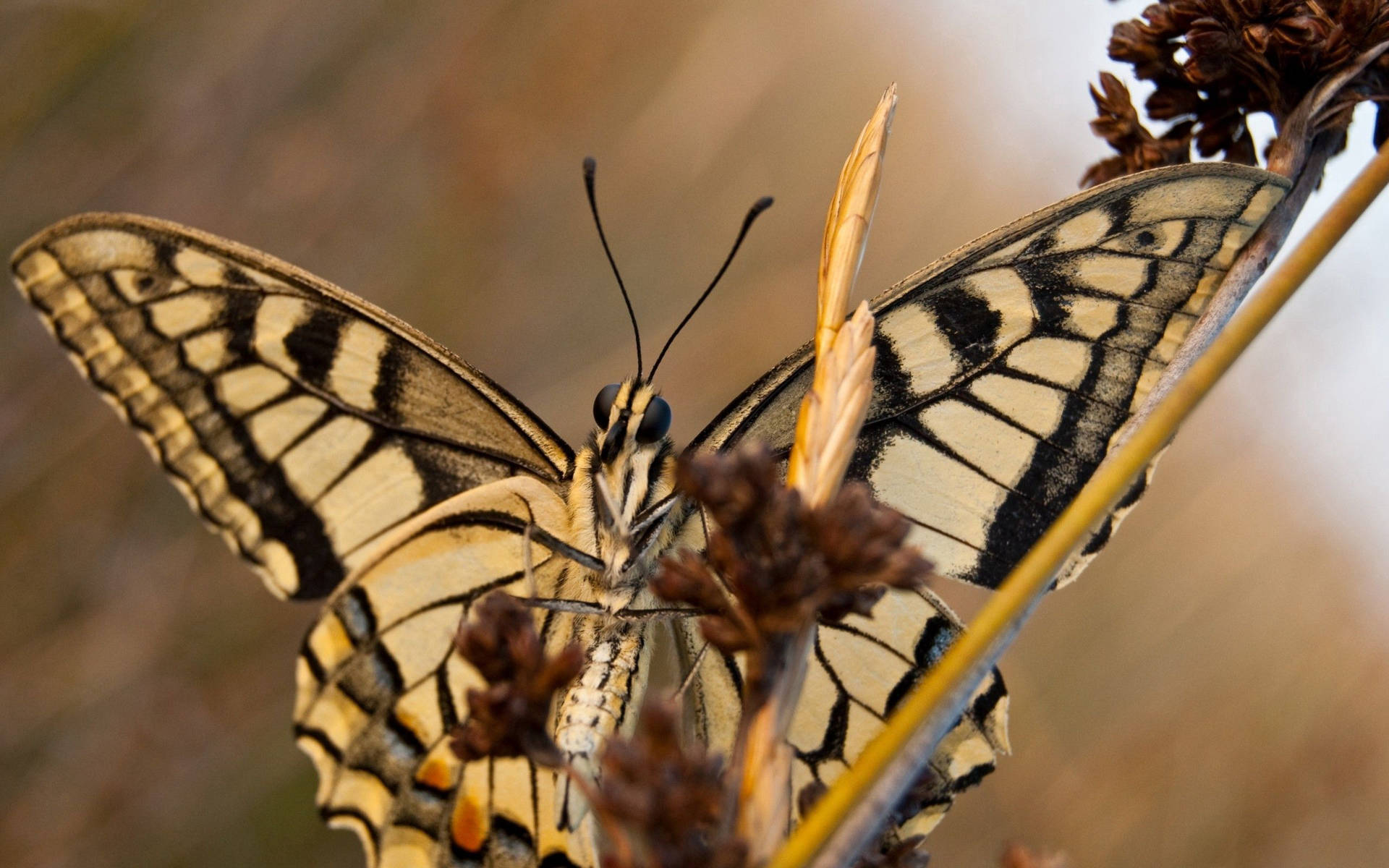 Fondo de pantalla de mariposa cola de golondrina del Viejo Mundo con alas amarillas y negras estampadas.