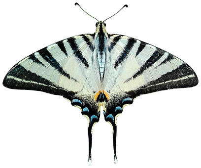 Mariposa Cola de Golondrina Rayada Fondos de pantalla