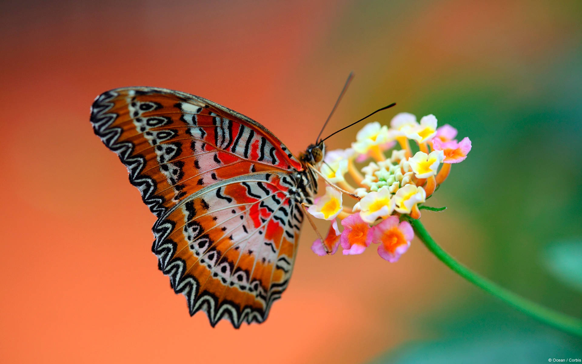 Mariposa Colorida Pantalla Completa HD Escritorio Fondos de pantalla