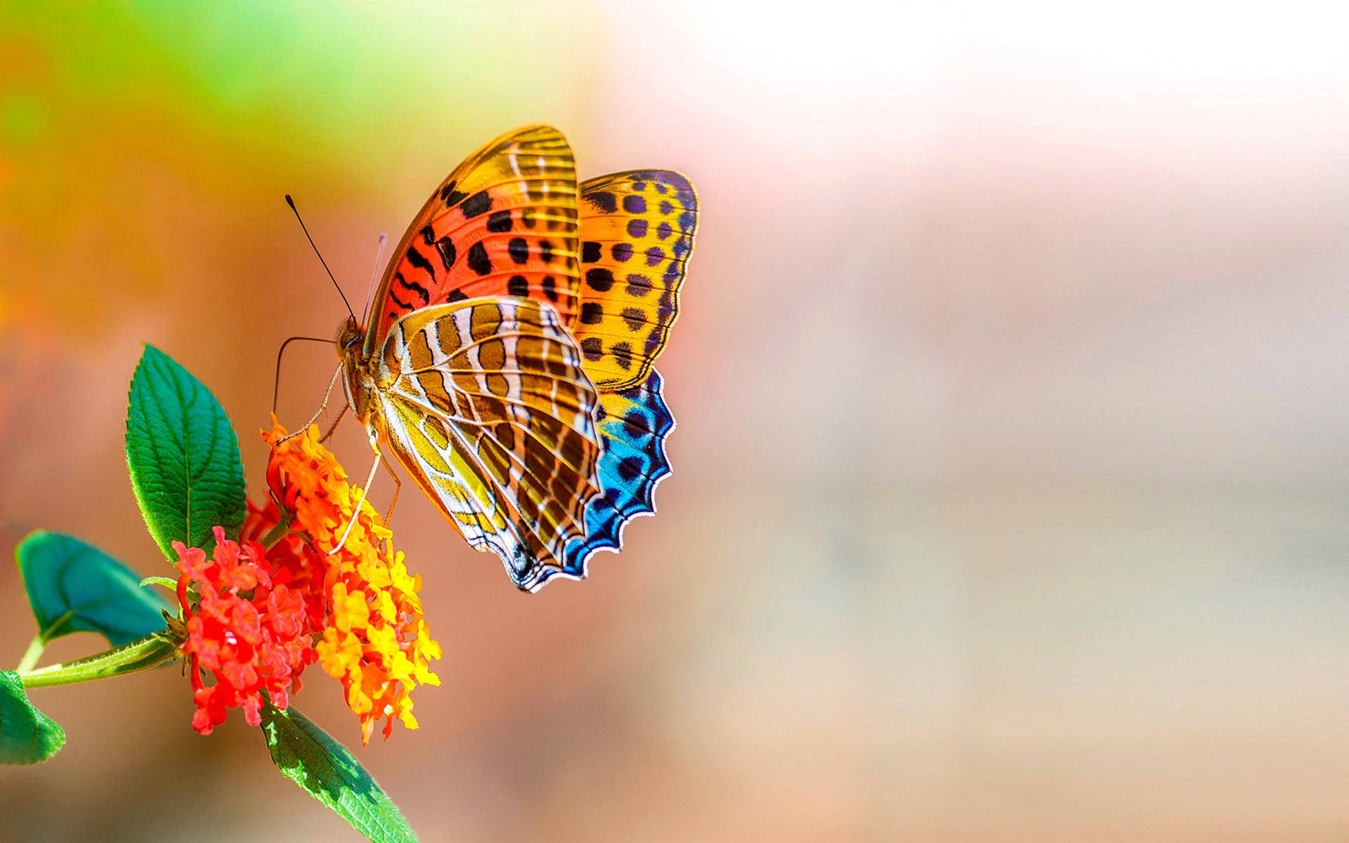 Mariposa Colorida Pantalla Completa HD Escritorio Fondos de pantalla