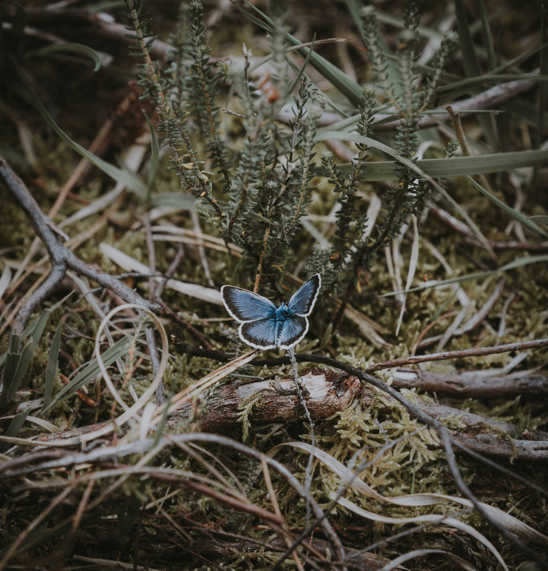 Fondo de pantalla de mariposa azul sobre una rama entre hierba seca.