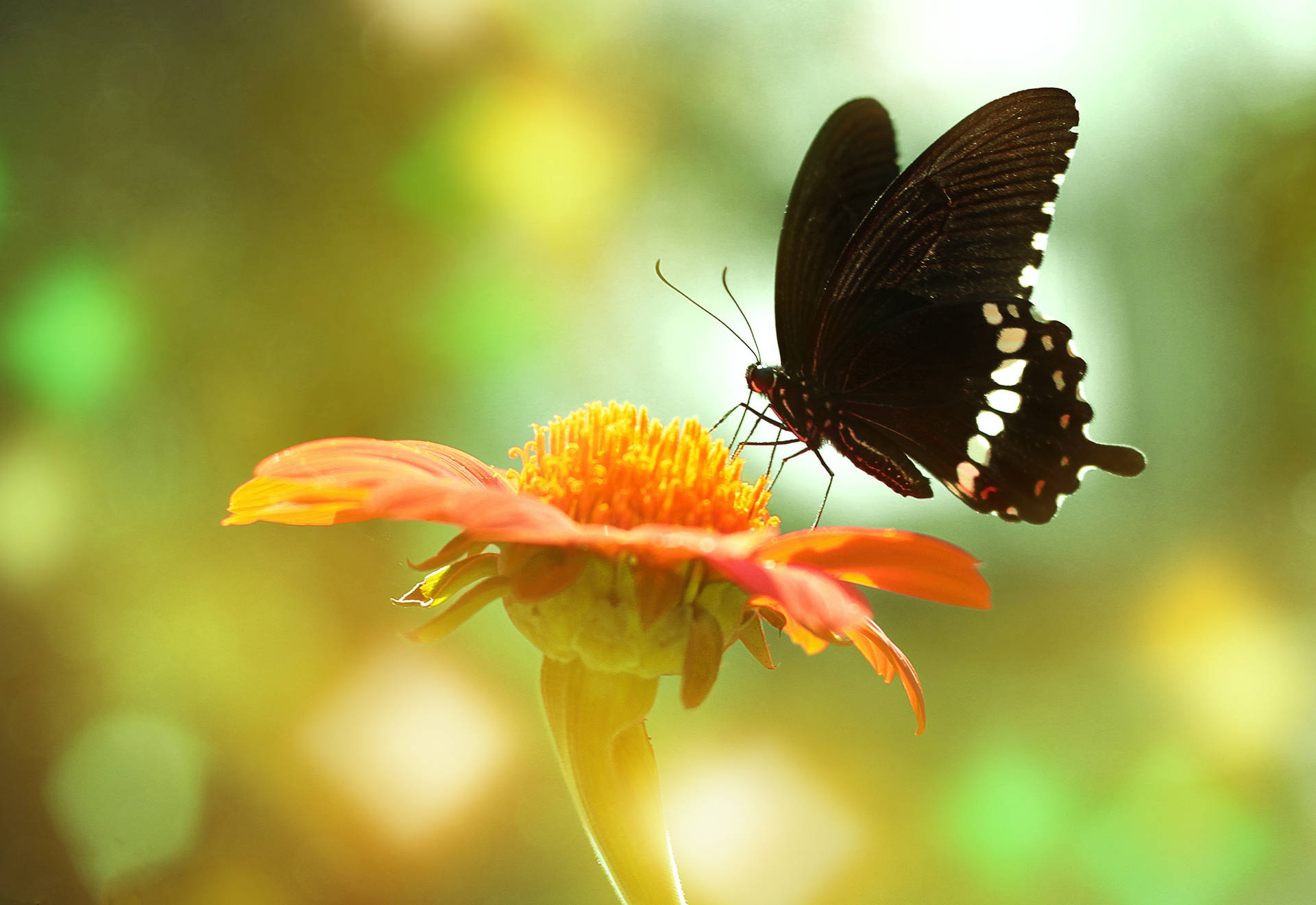 Mariposa Común Mormón en una Flor