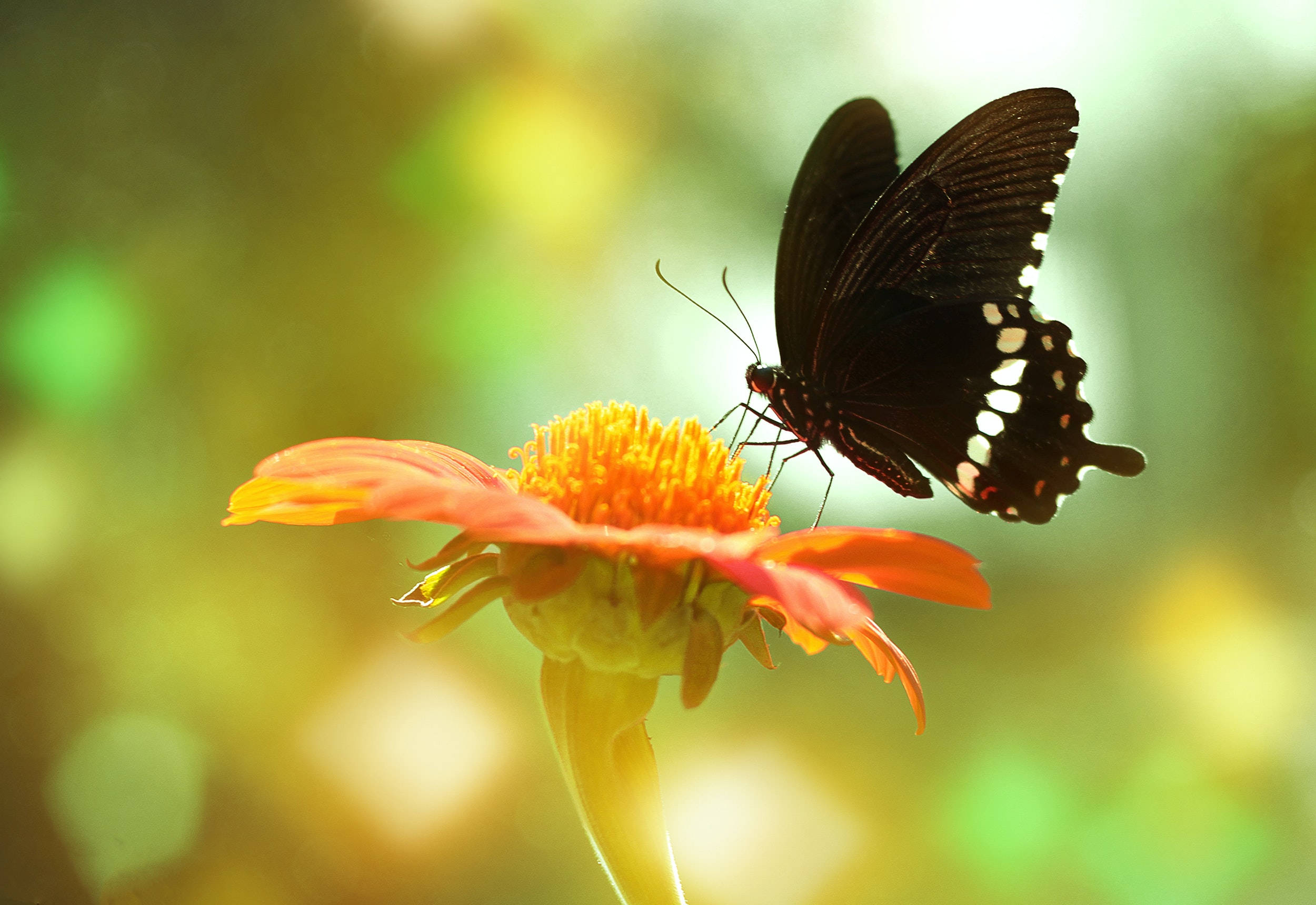 Mariposa Común Mormón en una Flor Fondos de pantalla