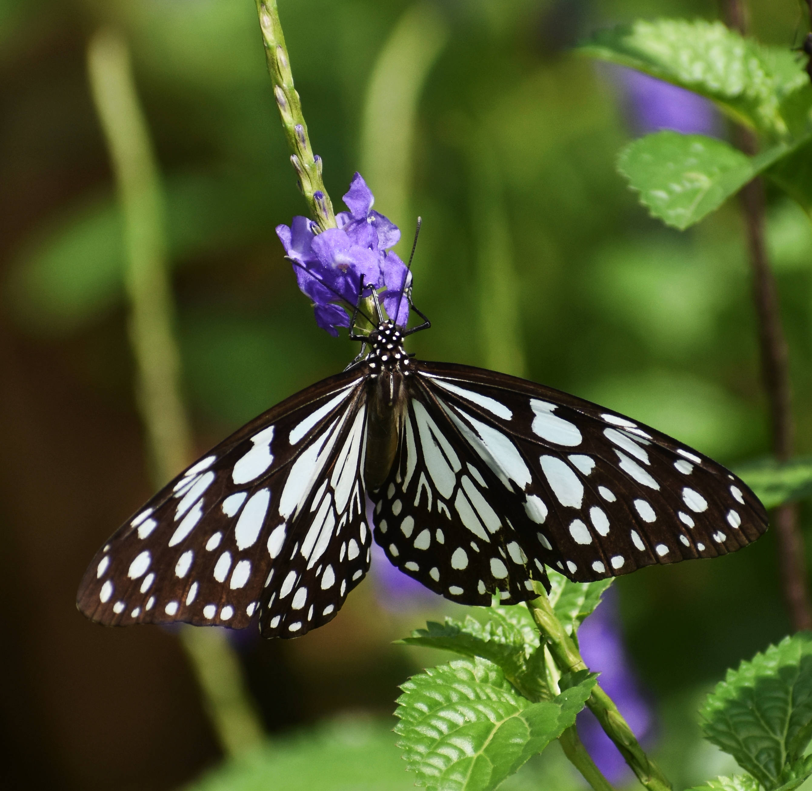 Mariposa de Alas de Cristal Estética Fondos de pantalla
