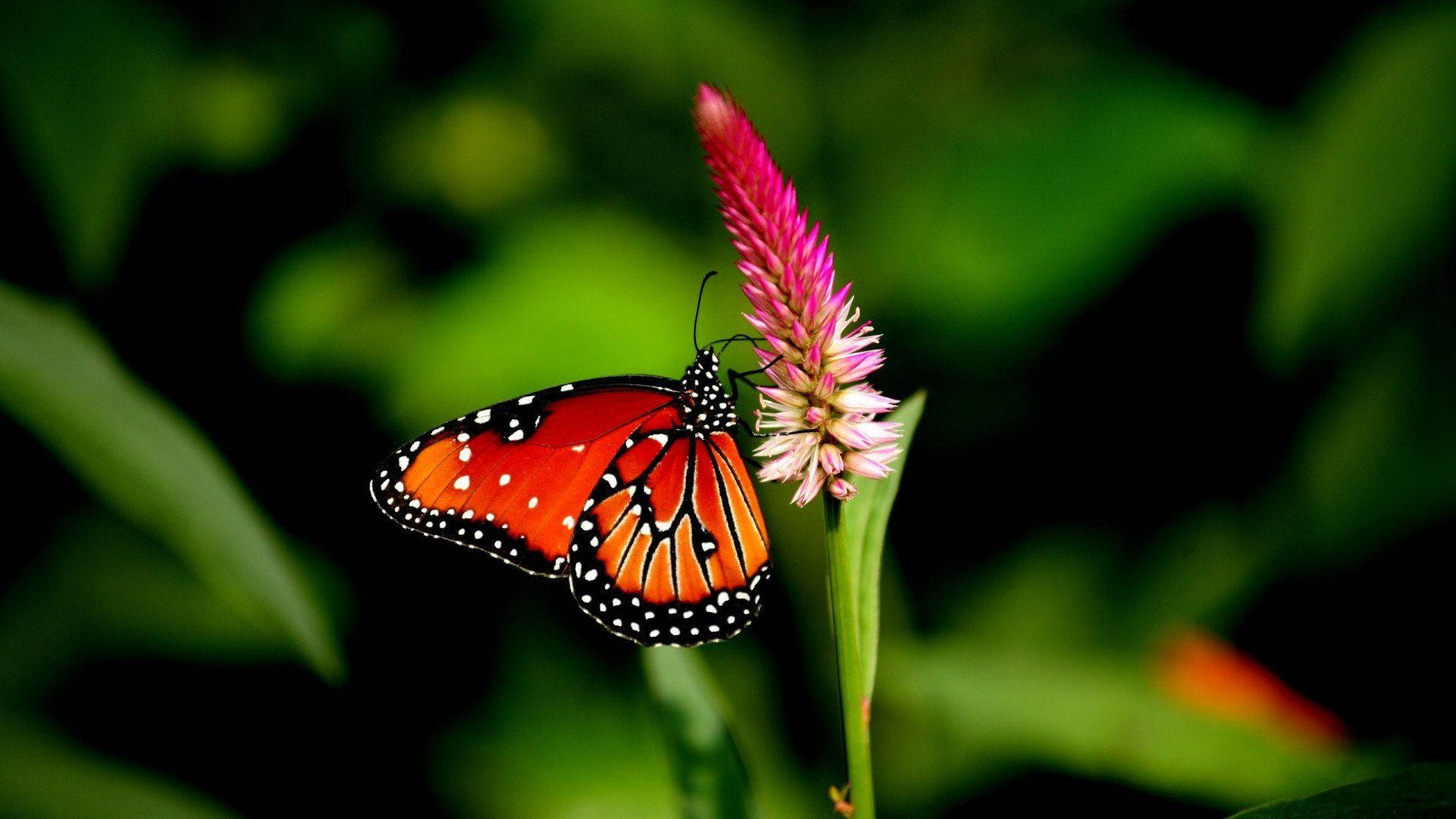 Mariposa de la Naturaleza en 4K Fondos de pantalla