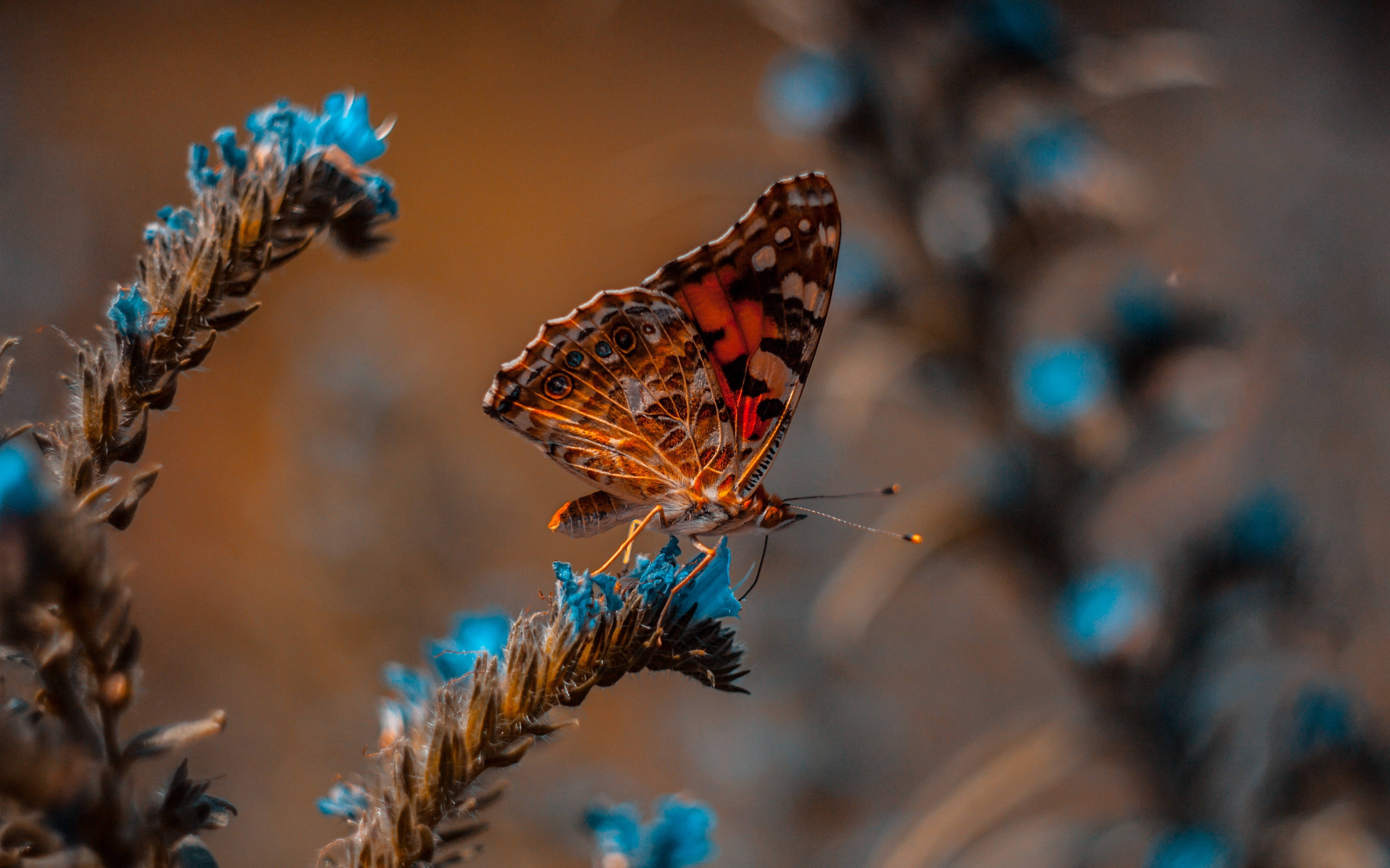 Mariposa en la naturaleza ultra HD 32K sobre planta azul Fondos de pantalla