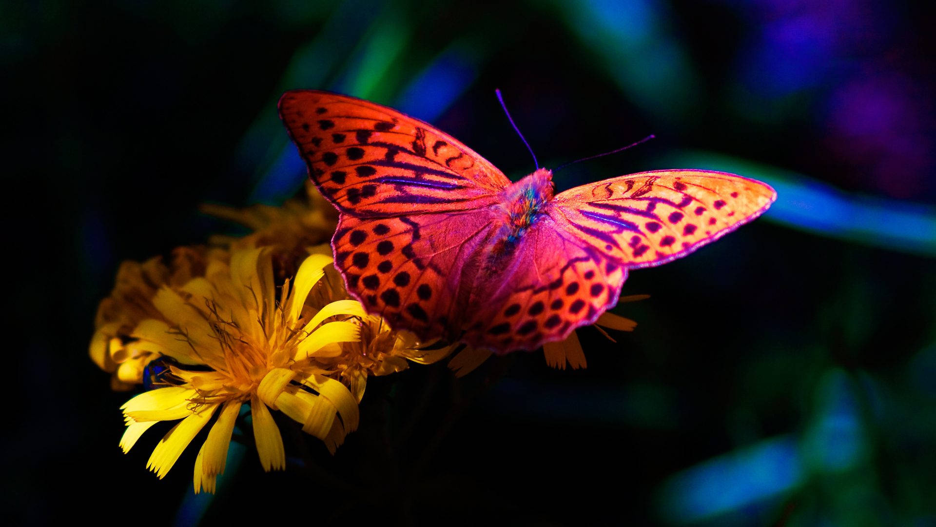 Mariposa en pantalla completa HD para escritorio Fondos de pantalla