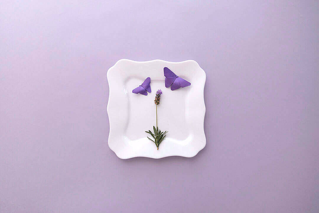 Mariposa estética púrpura Fondos de pantalla