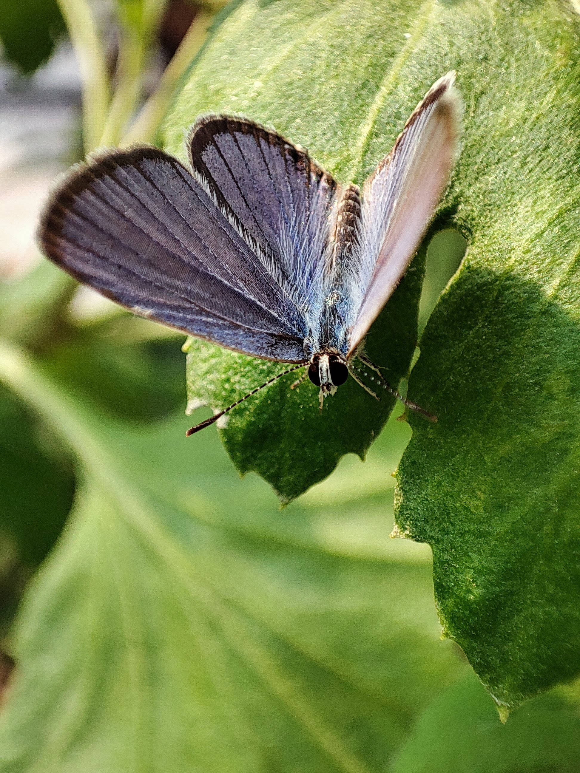 Mariposa estética de cola corta Fondos de pantalla