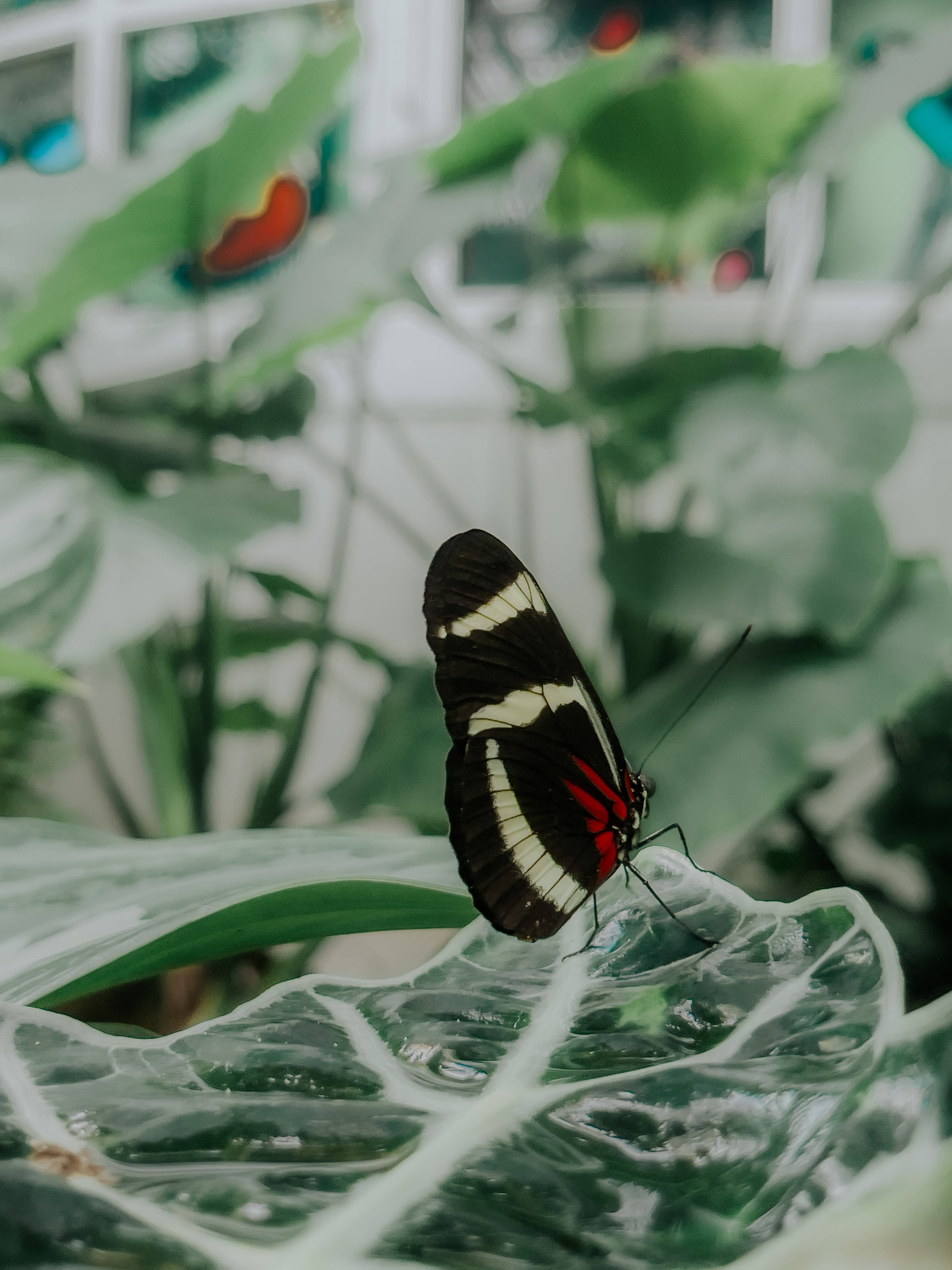 Mariposa Estética Sara Longwing Fondos de pantalla