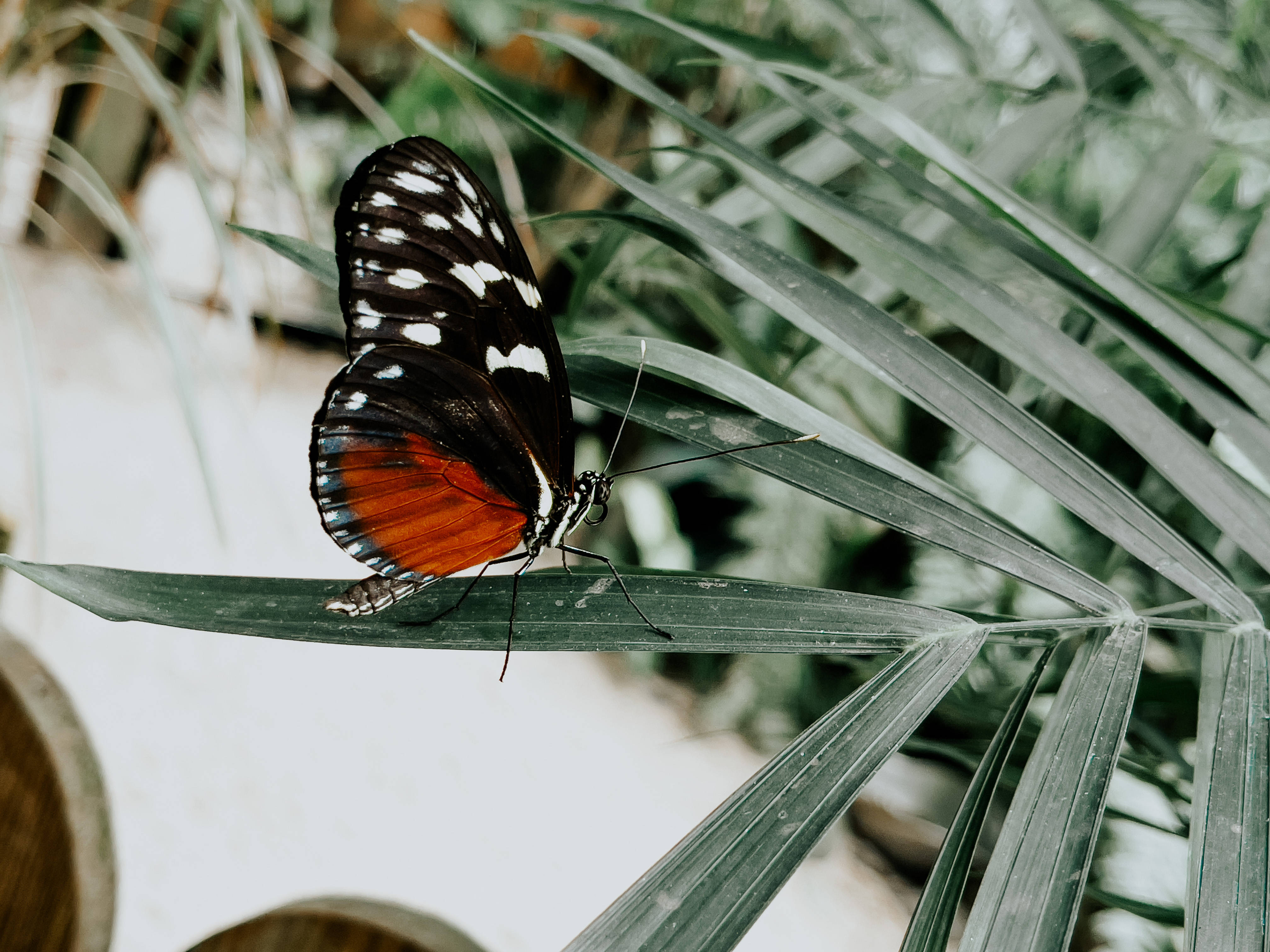 Mariposa estética de especie costarricense Fondos de pantalla