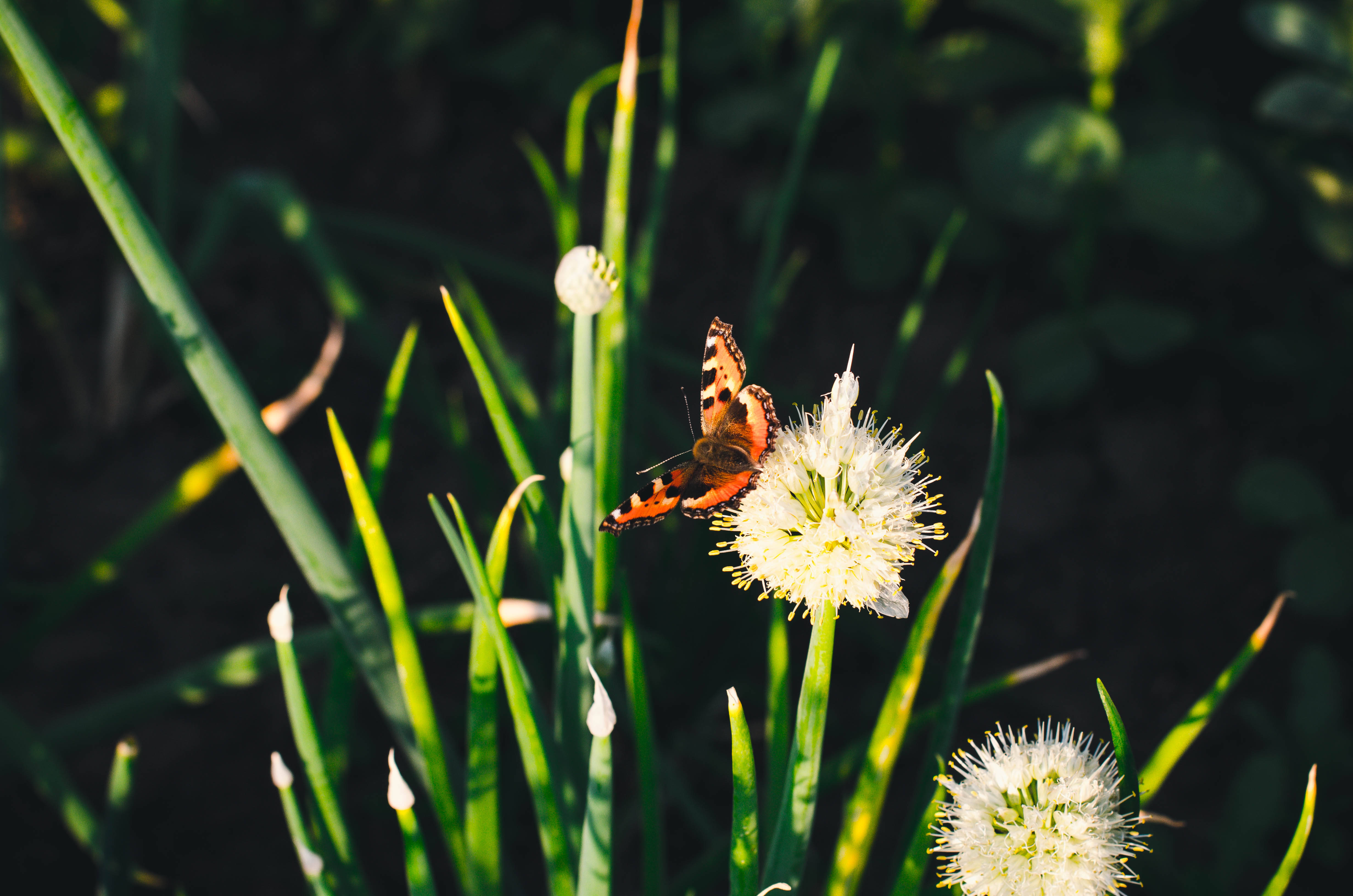 Mariposa estética sobre diente de león Fondos de pantalla