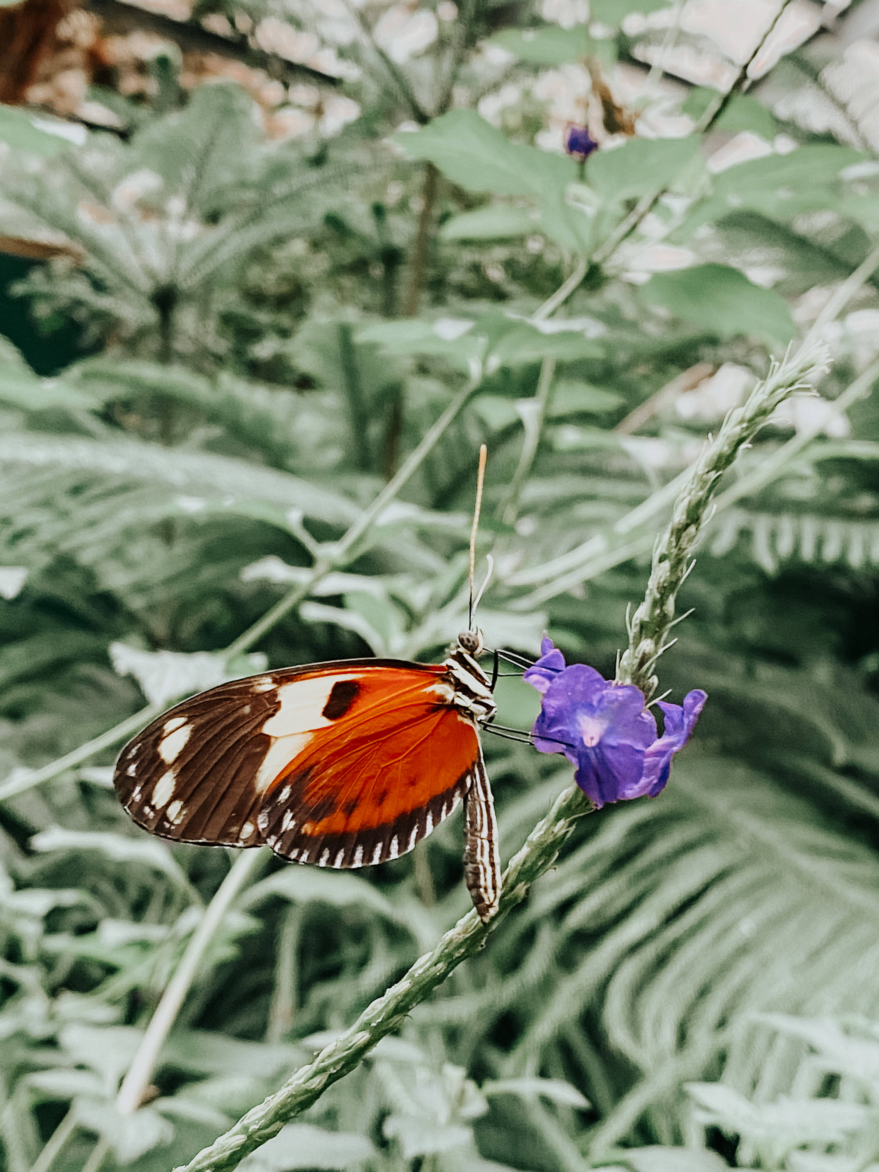 Mariposa estética con patrón de mosaico Fondos de pantalla