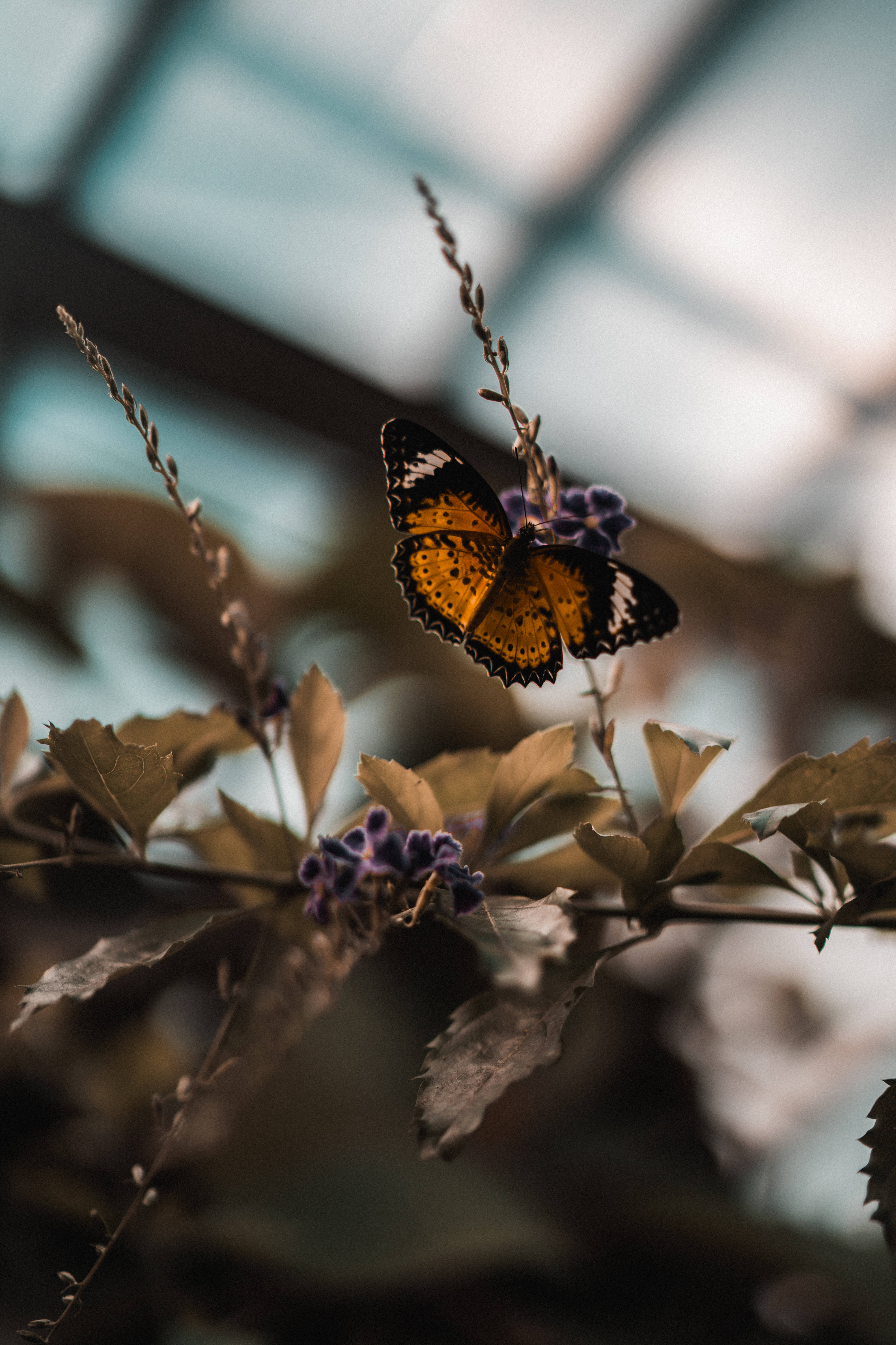 Mariposa estética sobre una flor morada Fondos de pantalla