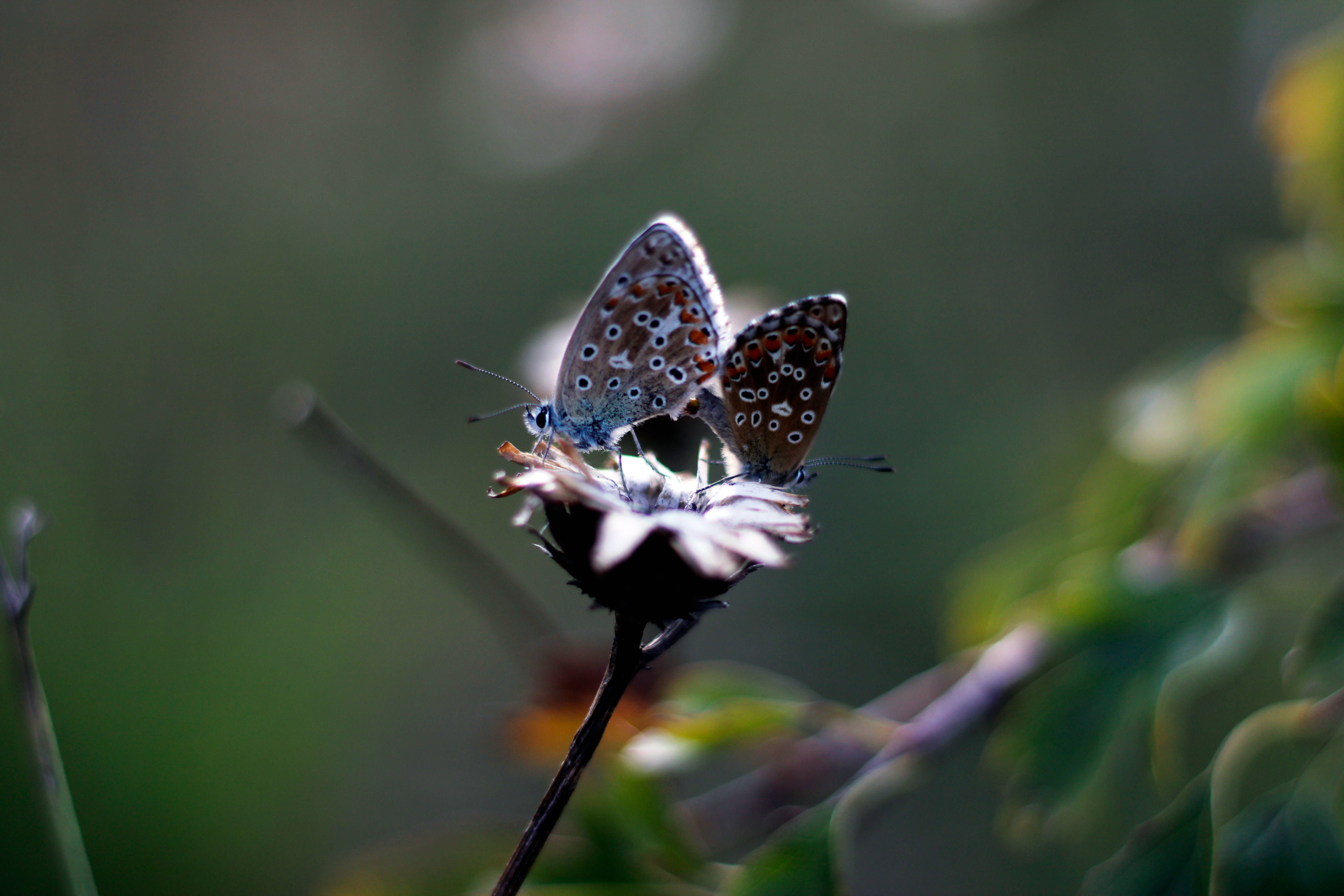 Mariposa estética con motas plateadas Fondos de pantalla