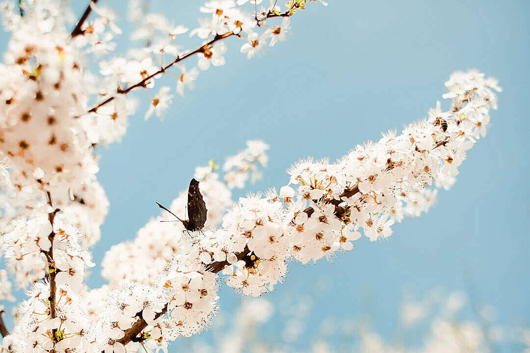 Mariposa estética en un árbol Fondos de pantalla