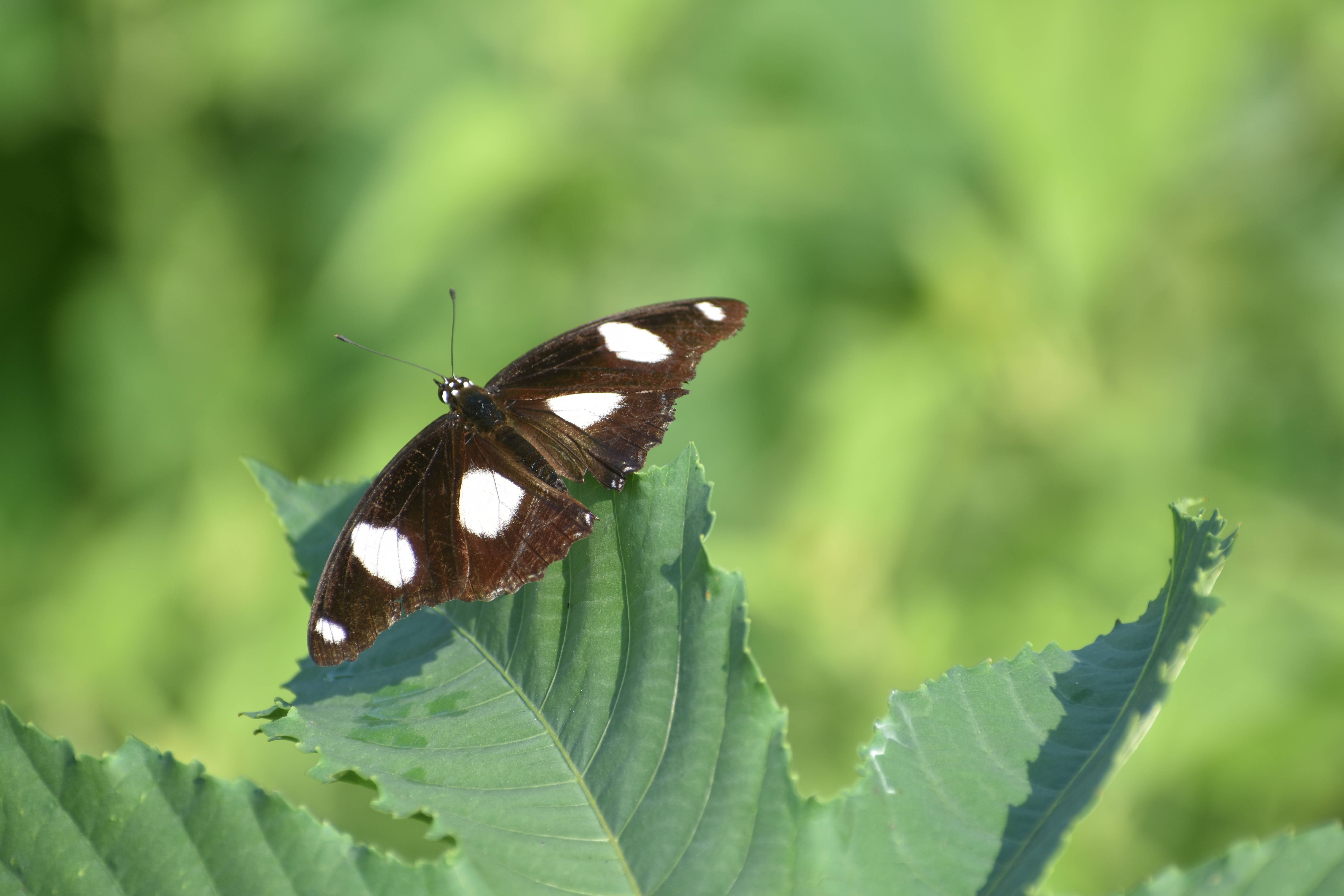 Mariposa estética de manchas blancas Fondos de pantalla