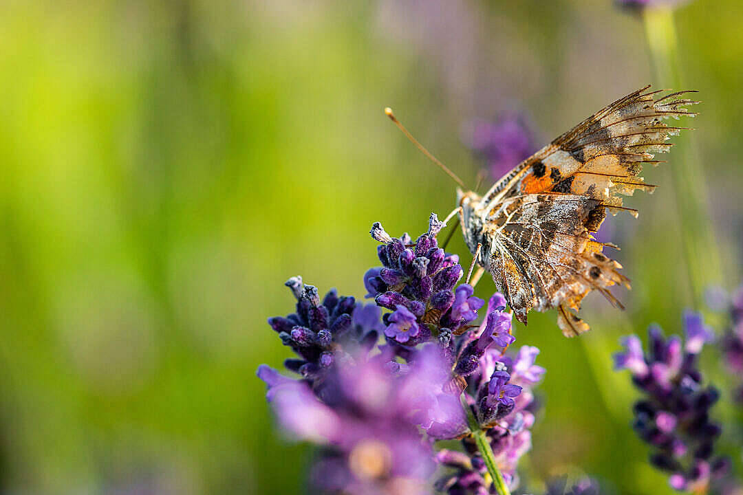 Mariposa estética con alas rotas Fondos de pantalla