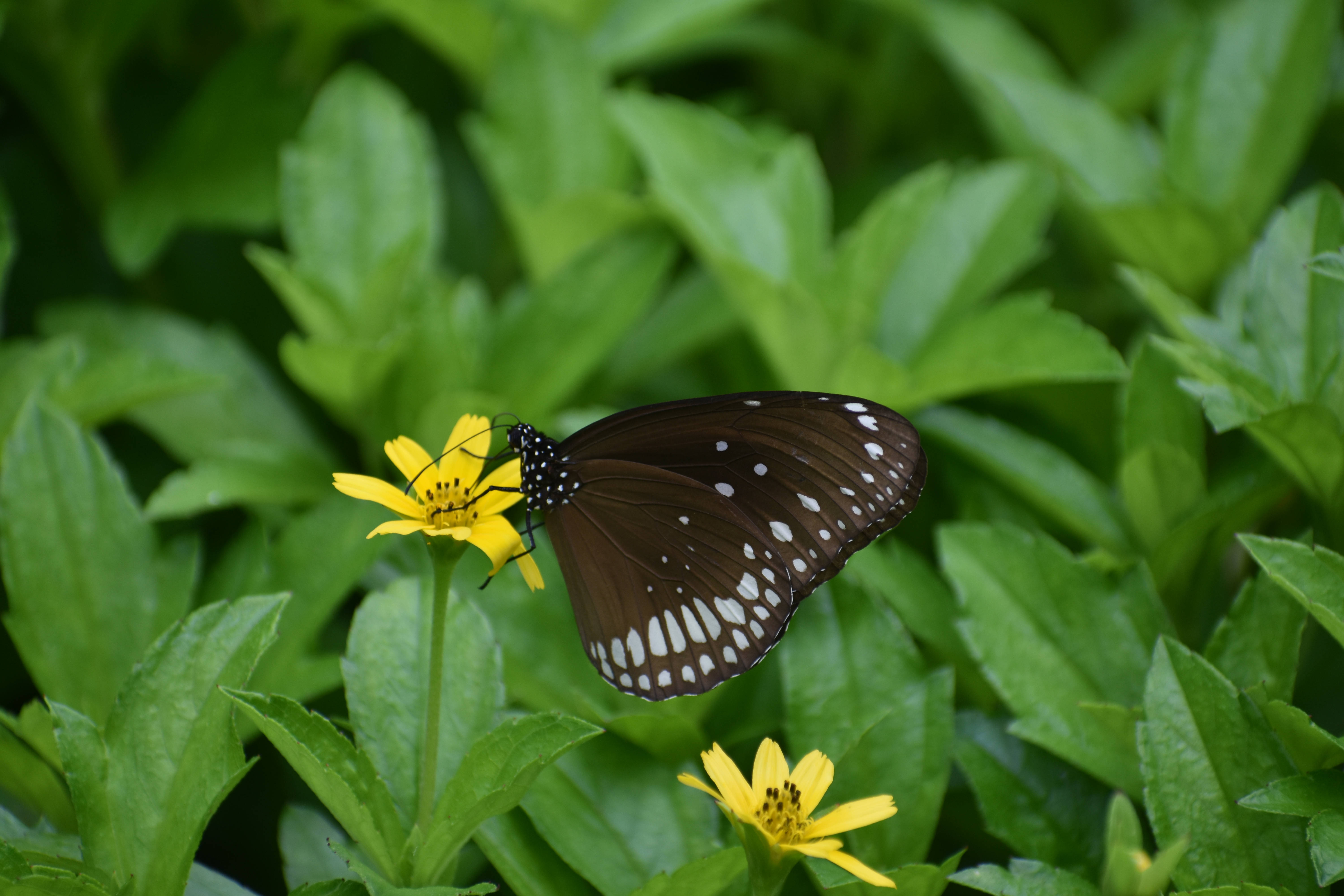 Mariposa estética sobre una flor amarilla Fondos de pantalla