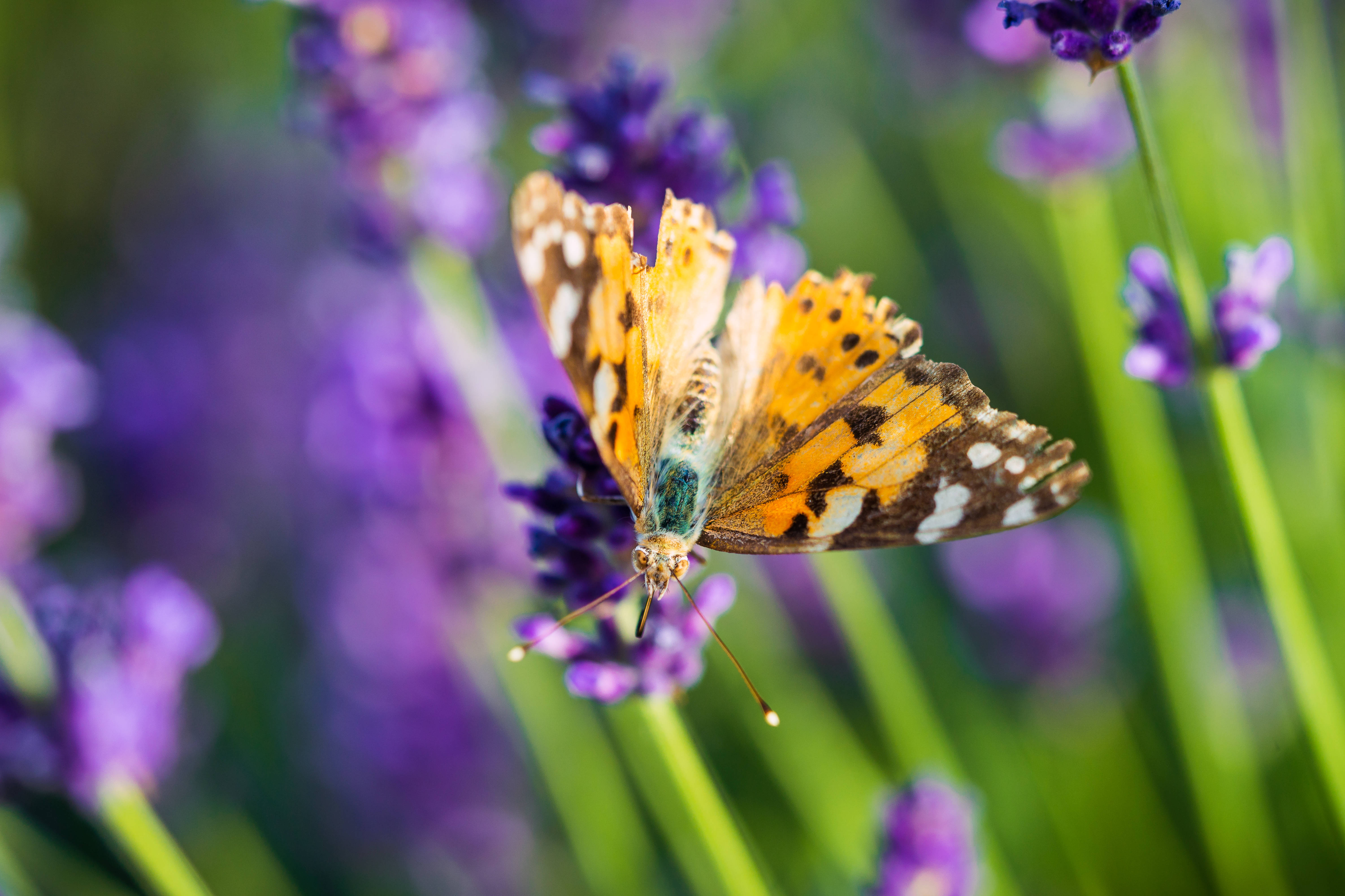 Mariposa estética lavanda sobre capullo de flor Fondos de pantalla
