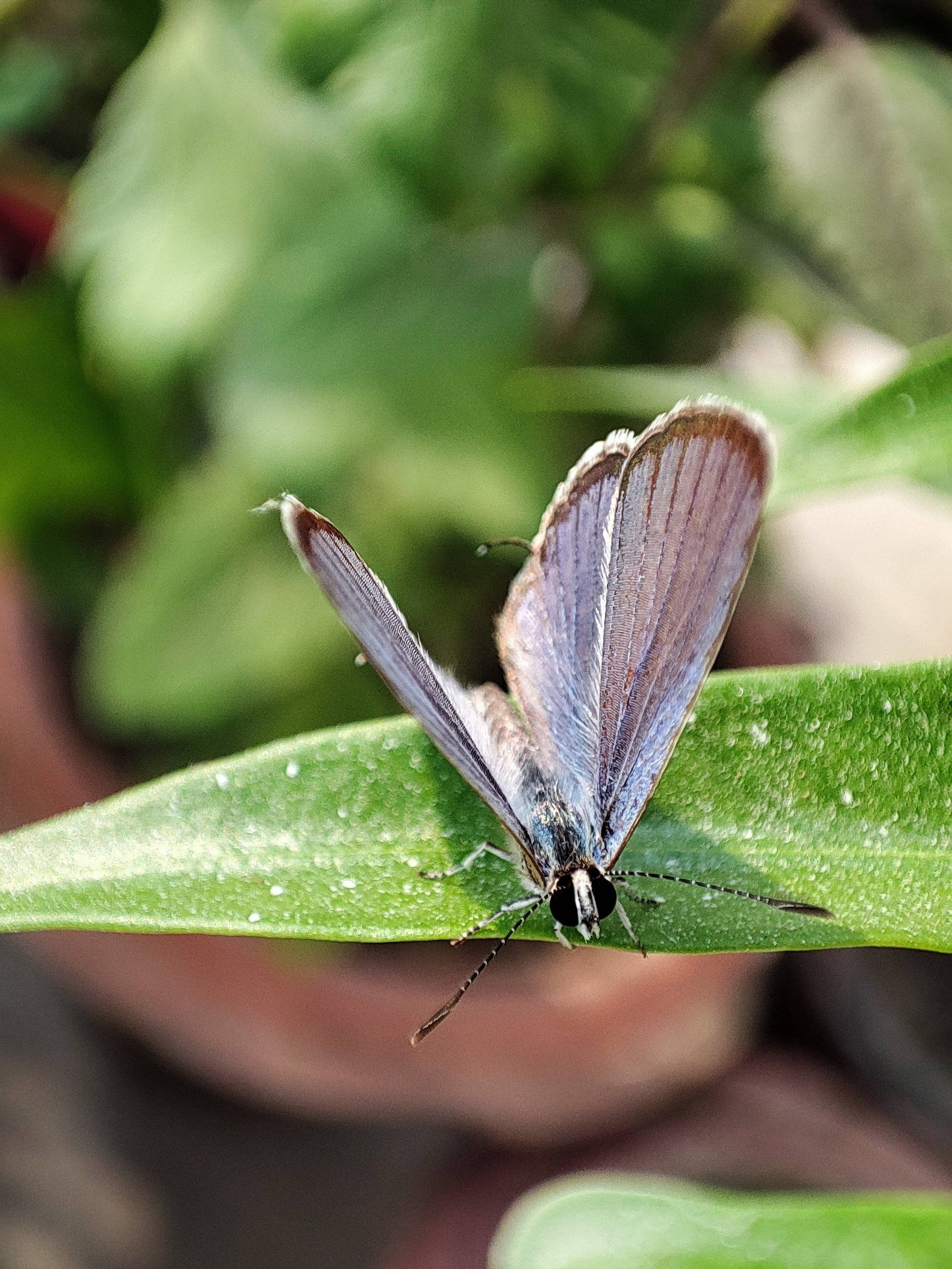 Mariposa estética azul Fondos de pantalla