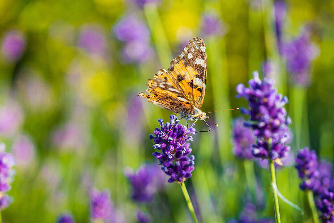 Mariposa estética bebiendo néctar Fondos de pantalla