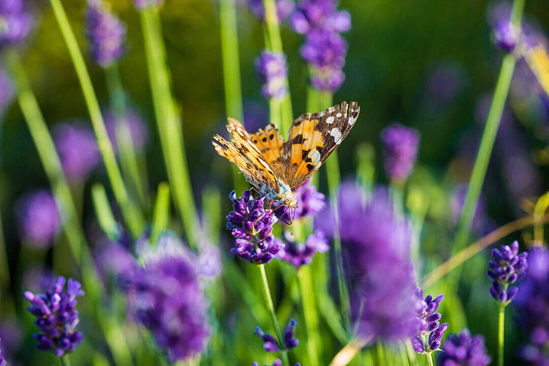 Mariposa estética en campos de lavanda Fondos de pantalla