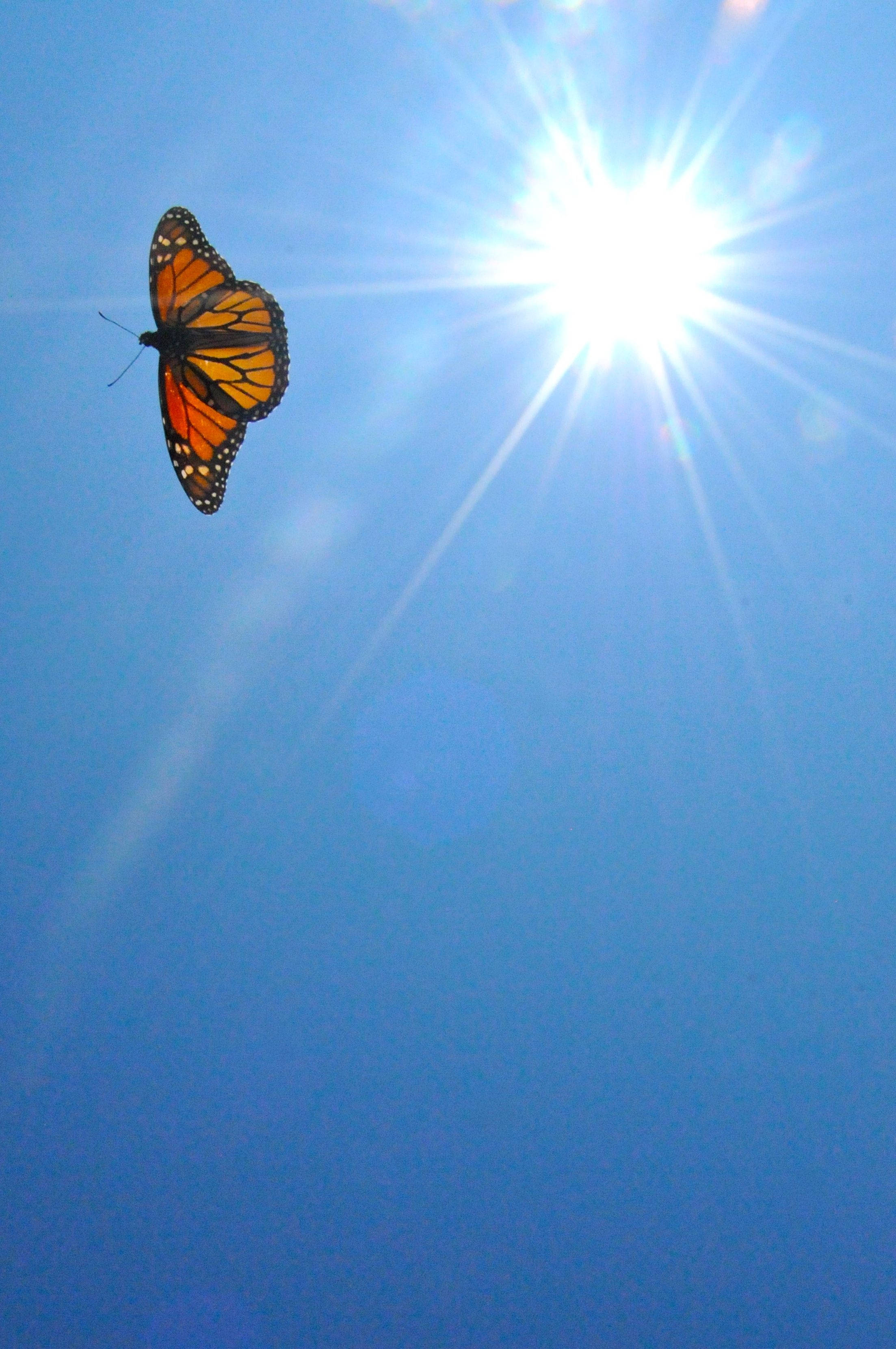Mariposa estética en cielo azul claro Fondos de pantalla