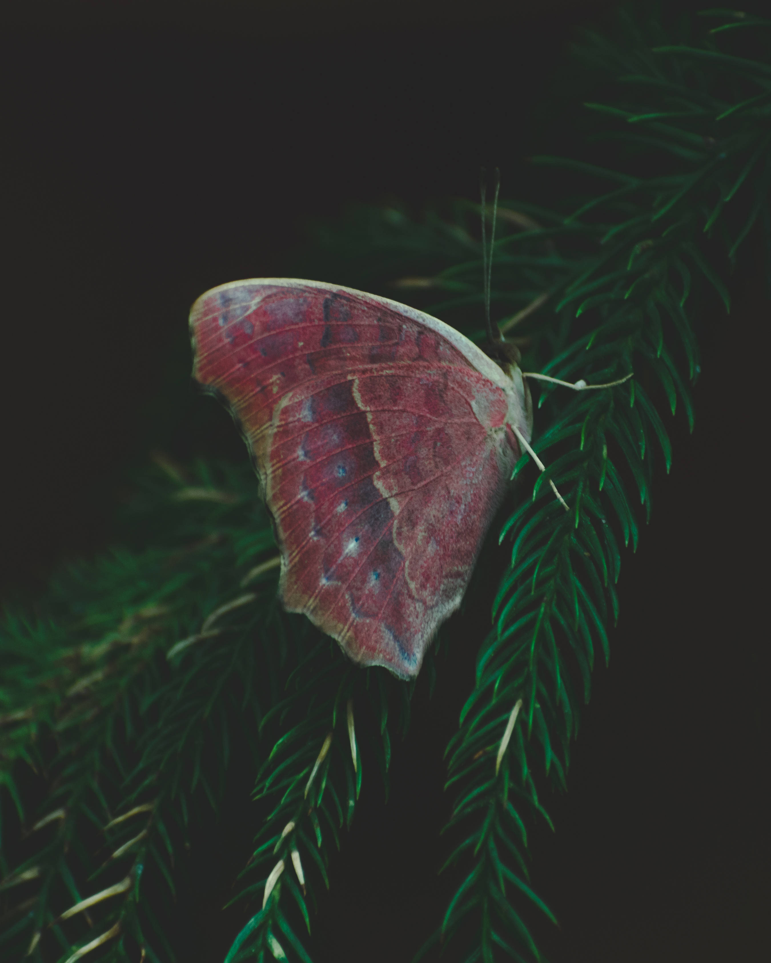 Mariposa estética en pino Fondos de pantalla
