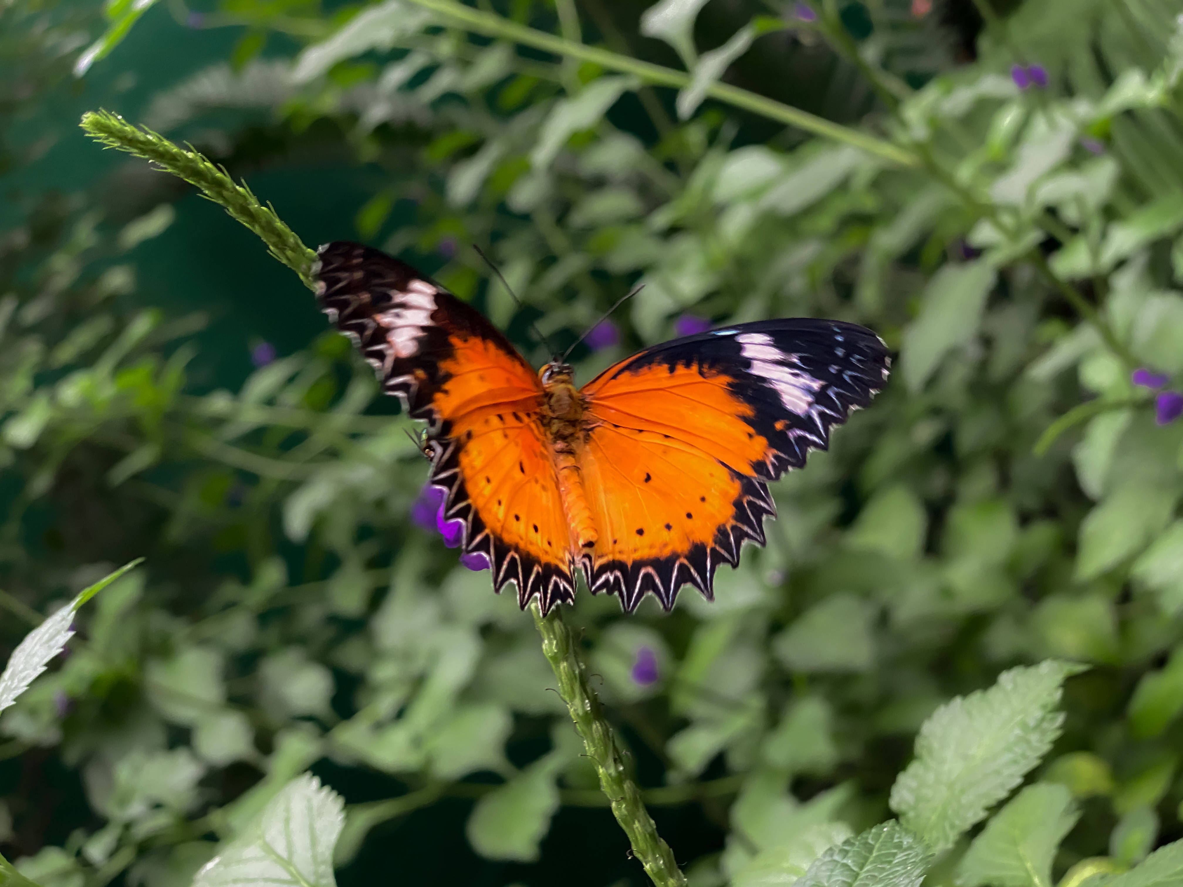Mariposa Estética en un Jardín Fondos de pantalla