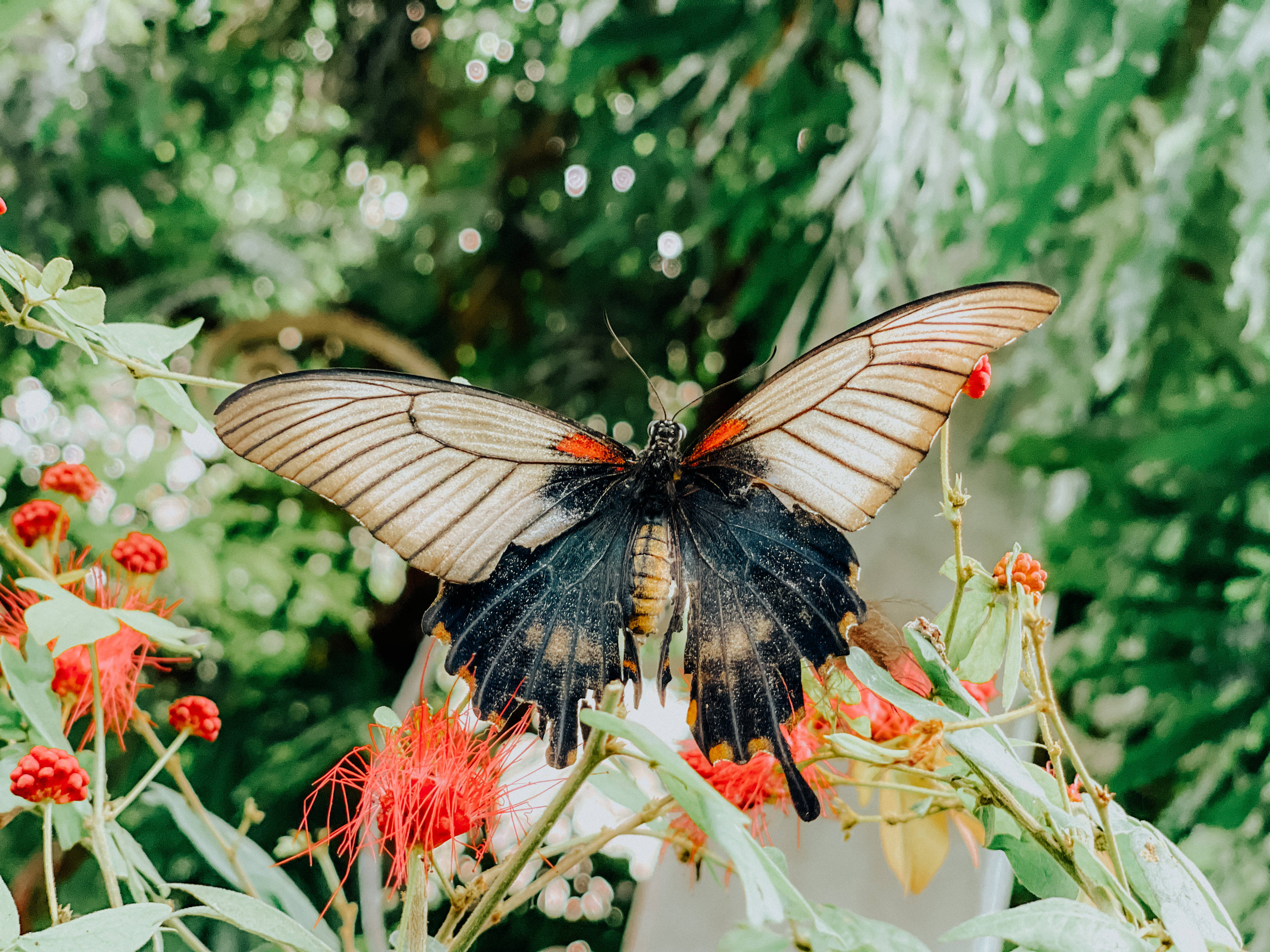Mariposa estética gigante Fondos de pantalla