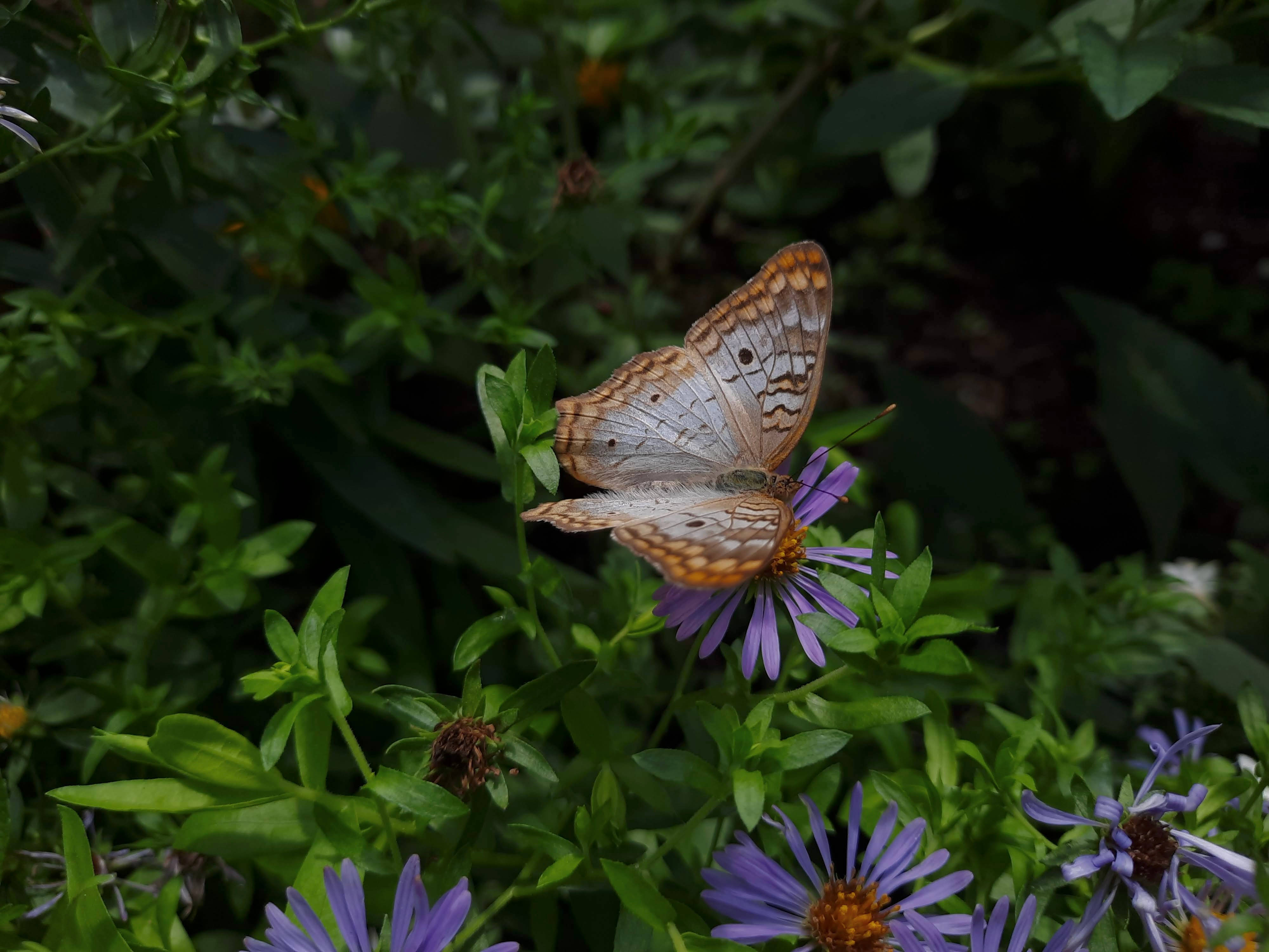 Mariposa estética similar a un pavo real Fondos de pantalla