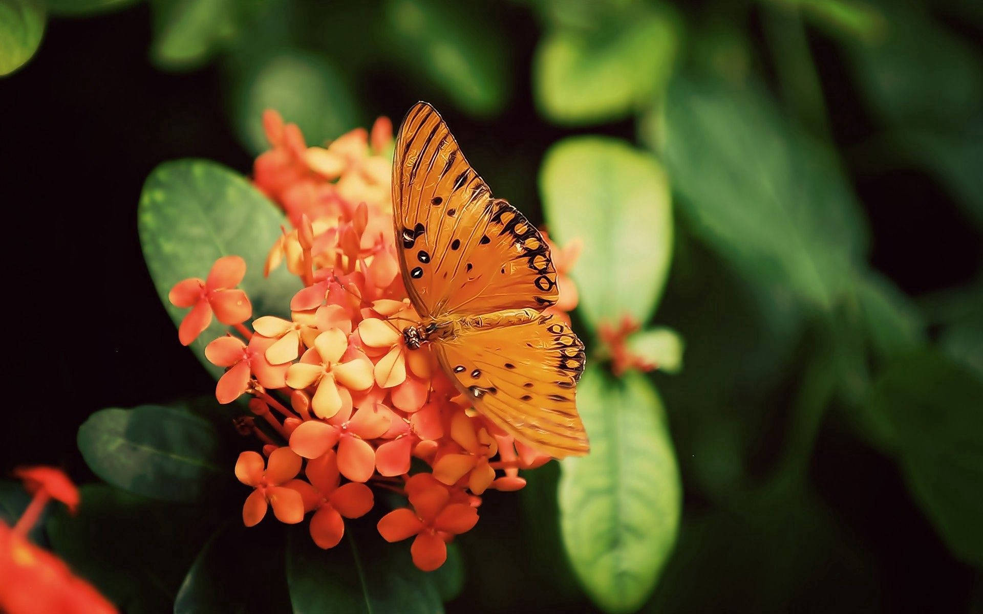 Mariposa Gulf Fritillary naranja posada en flores naranjas de Geranio de la Jungla, fondo de pantalla.
