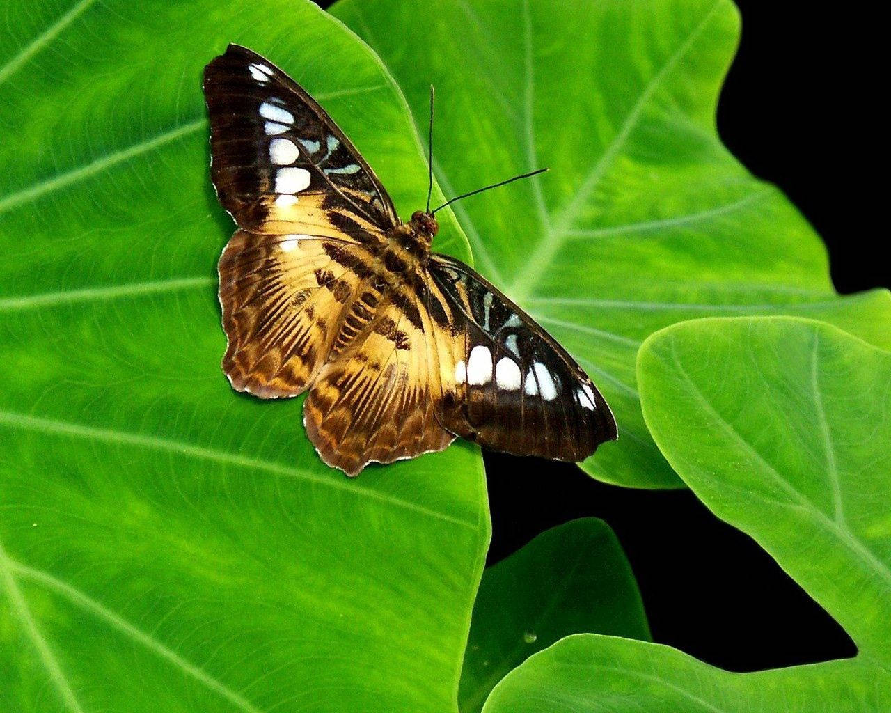 Fondo de pantalla de mariposa marrón y amarilla sobre una hoja verde.