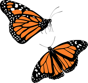 Mariposa Monarca Gráfica Fondos de pantalla