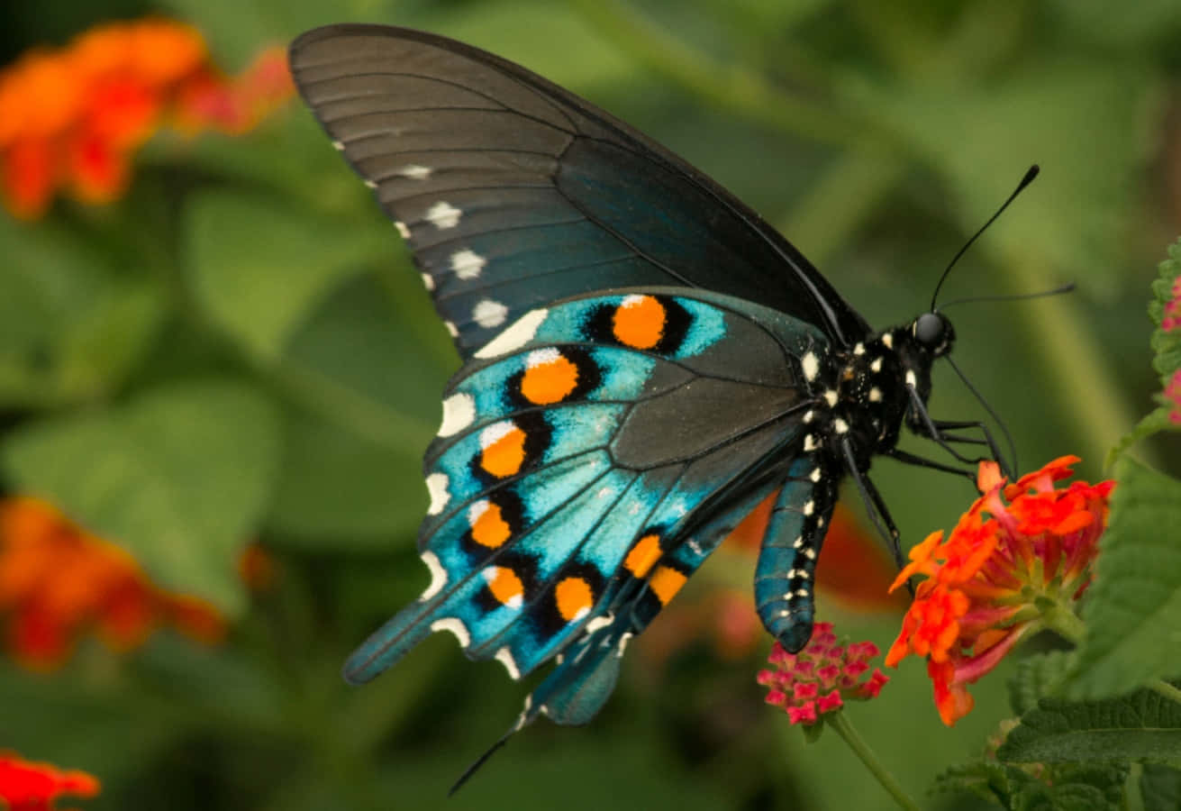 Mariposa Monarca Fondos de pantalla