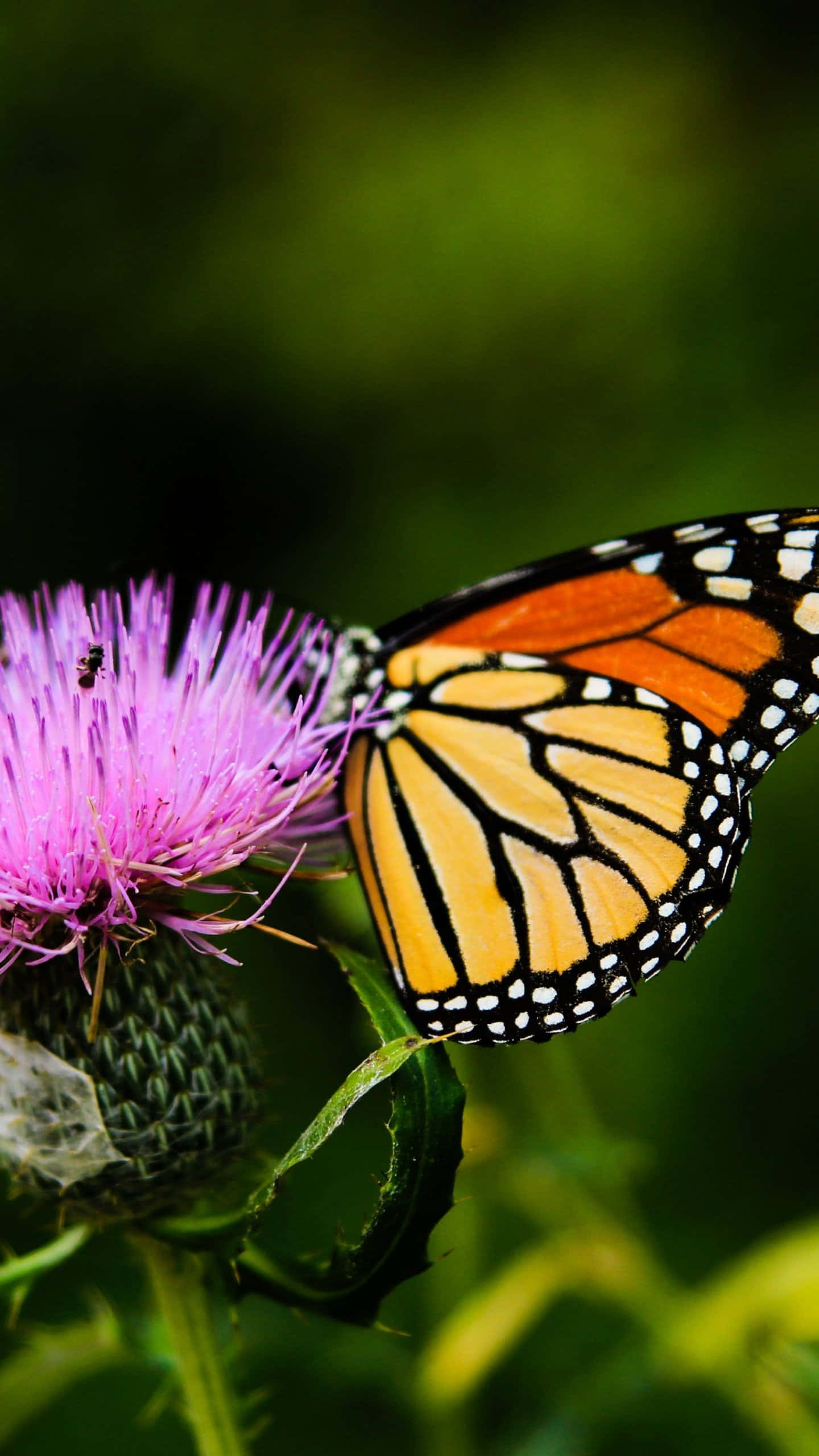 mariposa monarca en una flor de cardo Fondos de pantalla