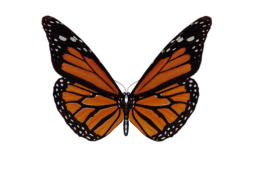 Mariposa Monarca Fondo Negro Fondos de pantalla
