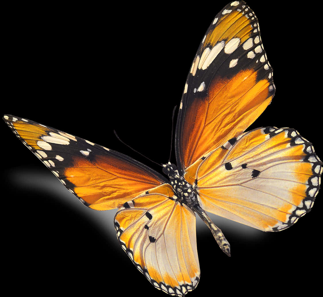 Mariposa Monarca Fondo Negro Fondos de pantalla