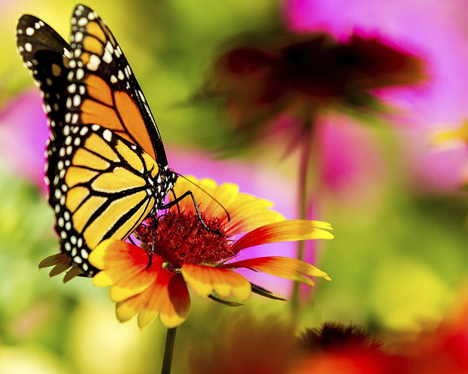 Mariposa Monarca Amarilla Sobre Flor Fondos de pantalla