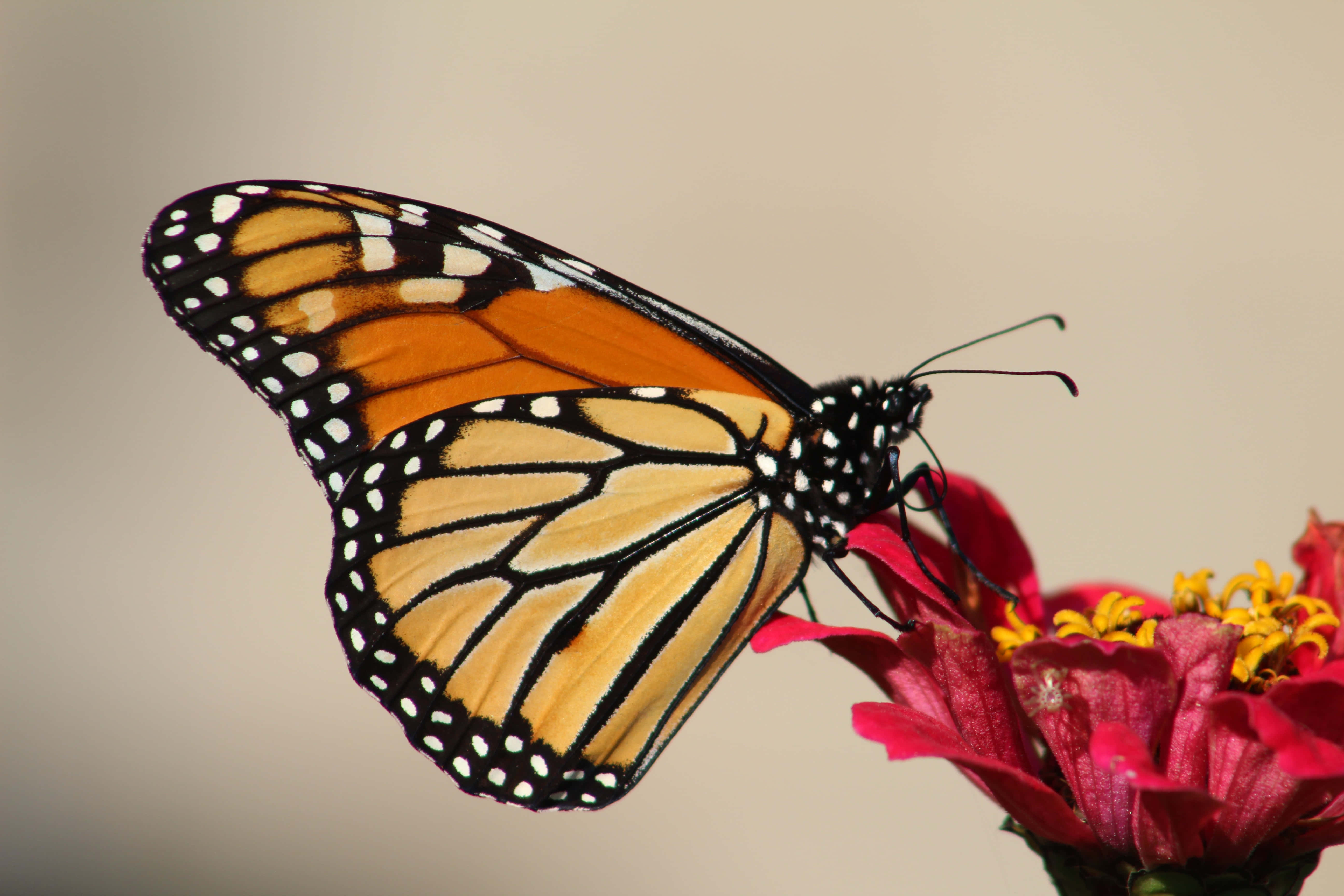 Mariposa Monarca Sobre Flor de Zinnia Fondos de pantalla