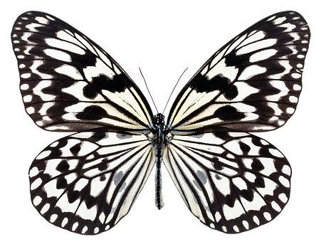 Mariposa monocromática con alas extendidas Fondos de pantalla