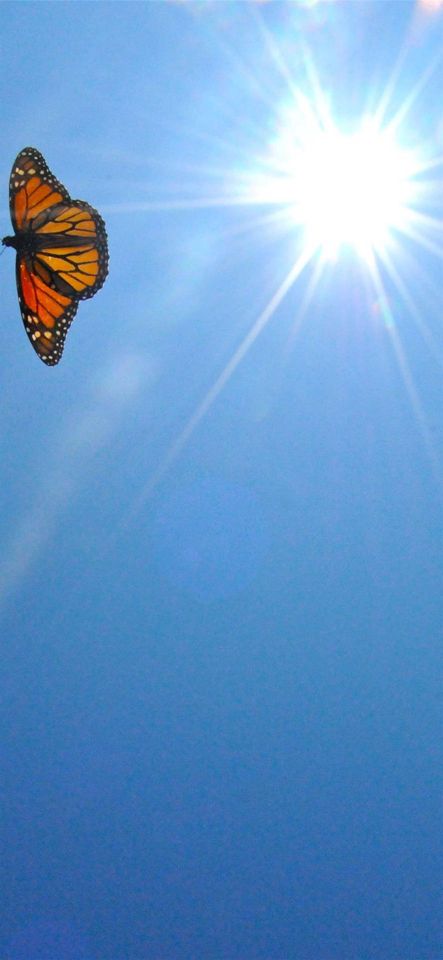 Mariposa naranja estética para iPhone X Fondos de pantalla