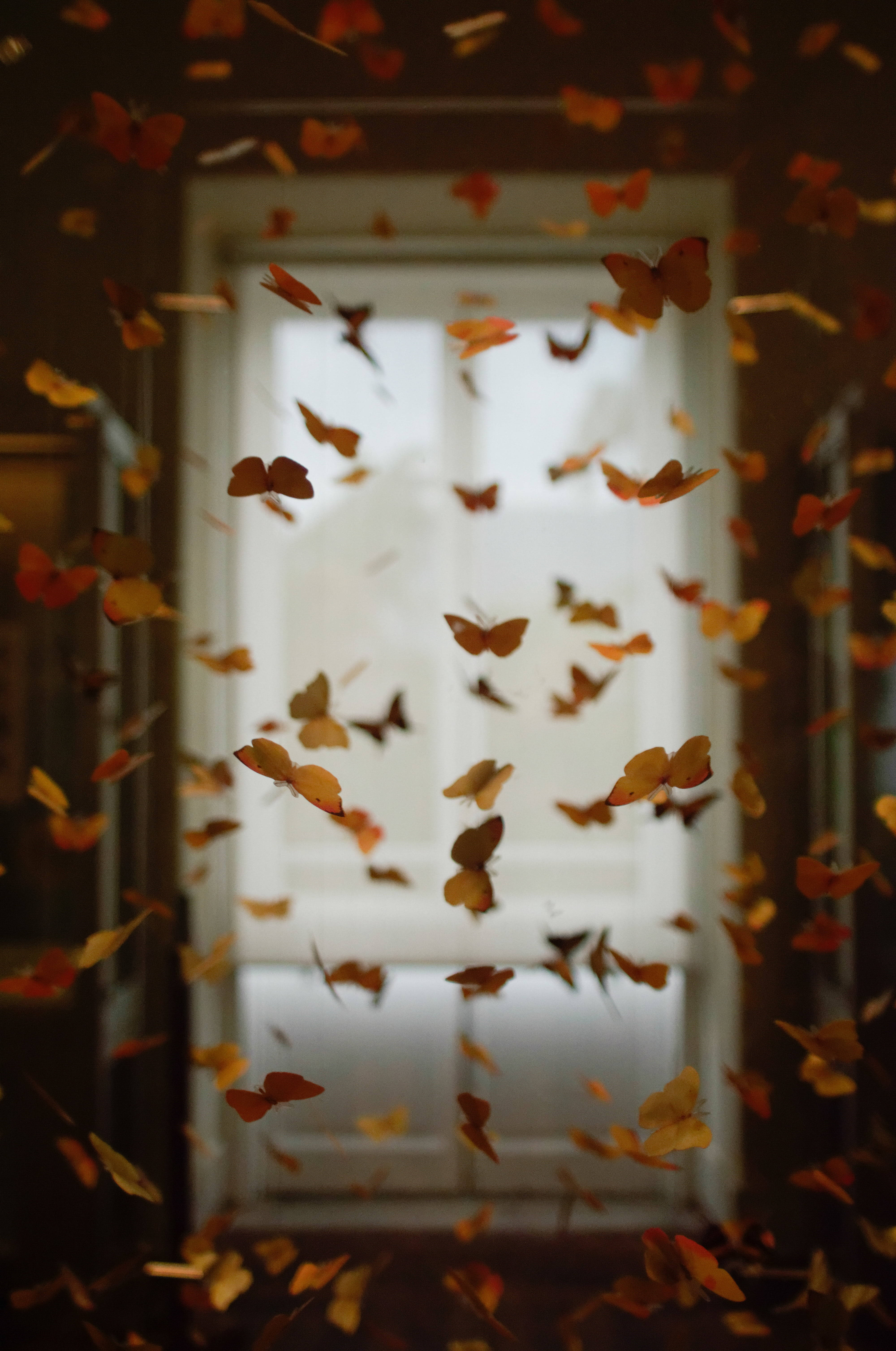 Mariposa Naranja Estética Volando en Interiores Fondos de pantalla