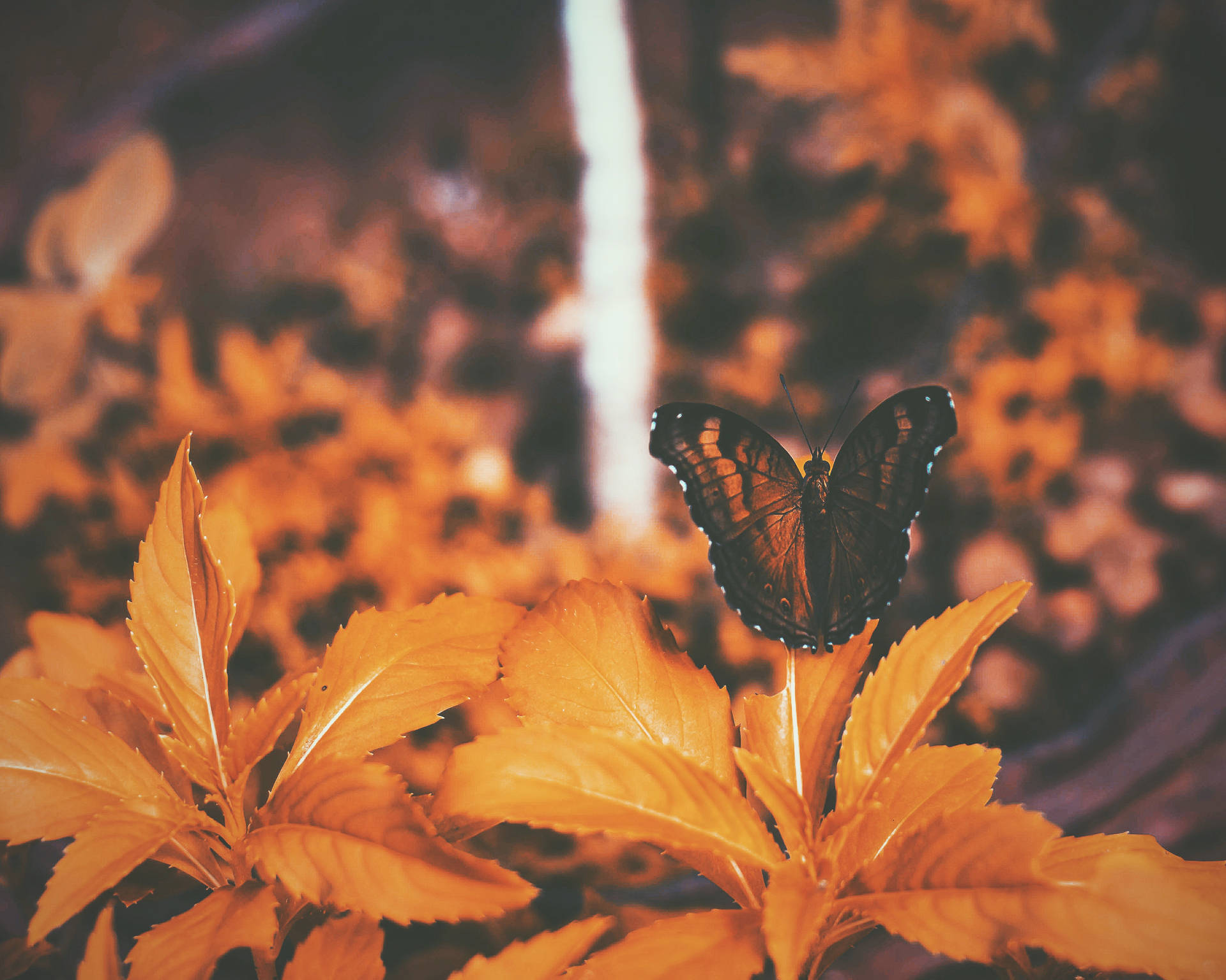 Mariposa naranja y negra posada sobre una hoja en un fondo de pantalla con filtro naranja.