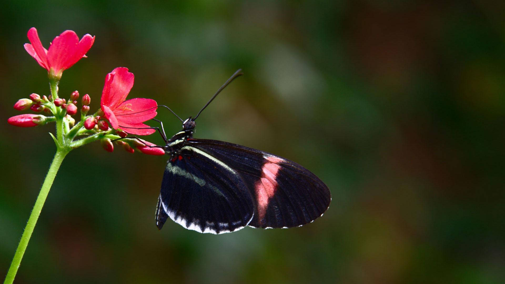 Mariposa Negra con Rayas Rosas y Blancas Fondos de pantalla