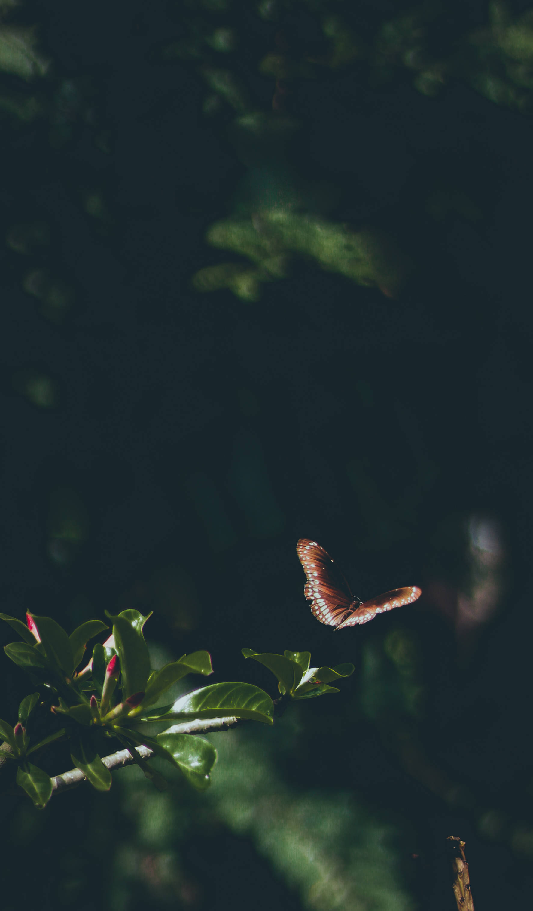 Mariposa Negra Oscura 4K Fondos de pantalla