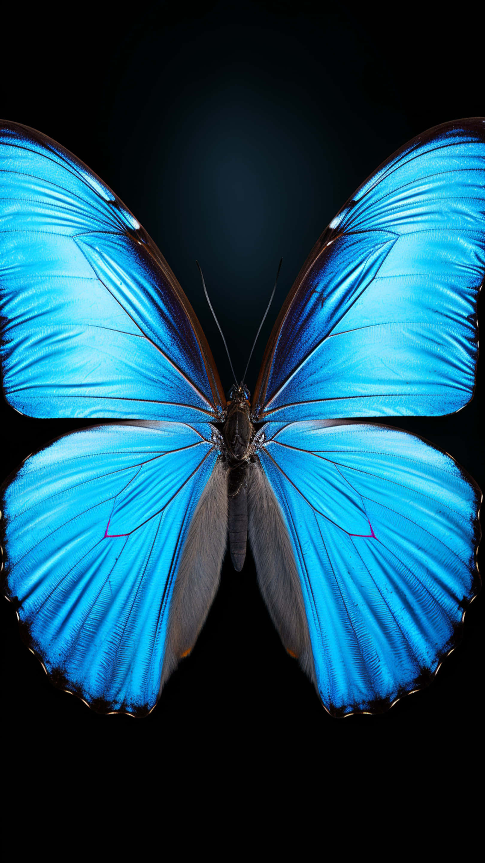mariposa nuevo diseño de forma Fondos de pantalla